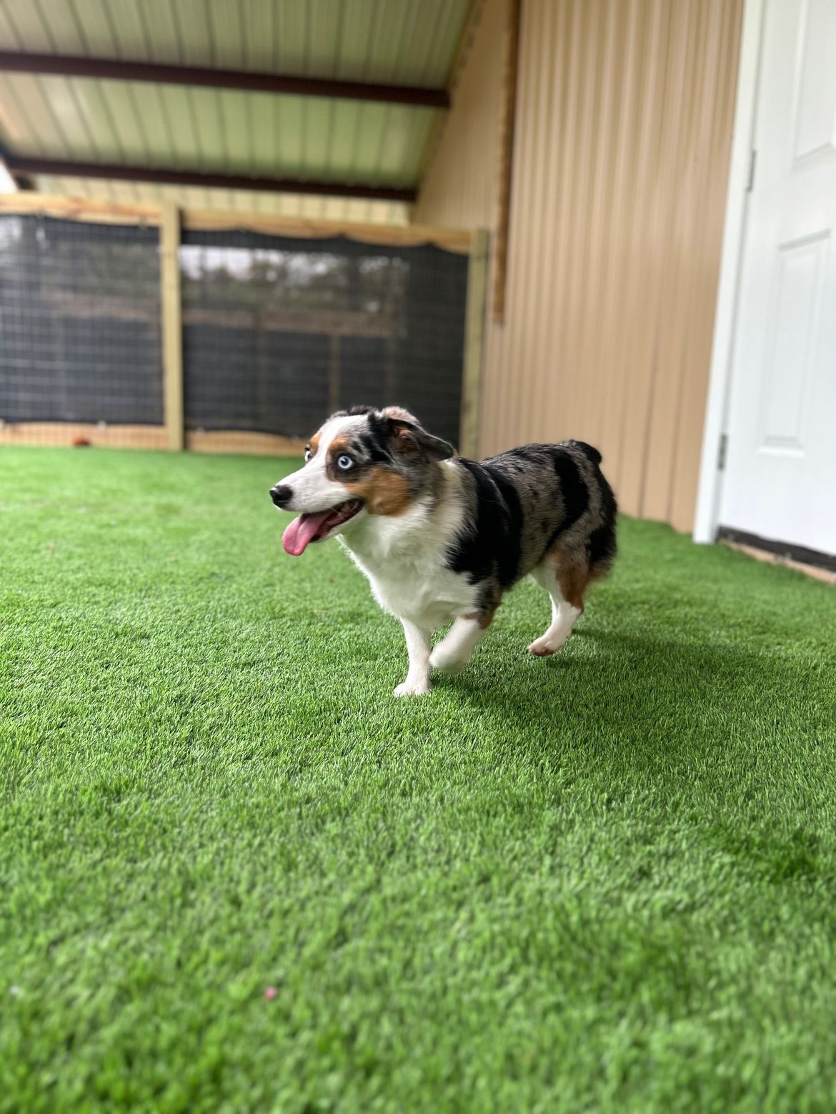 A small dog is walking on a lush green lawn.