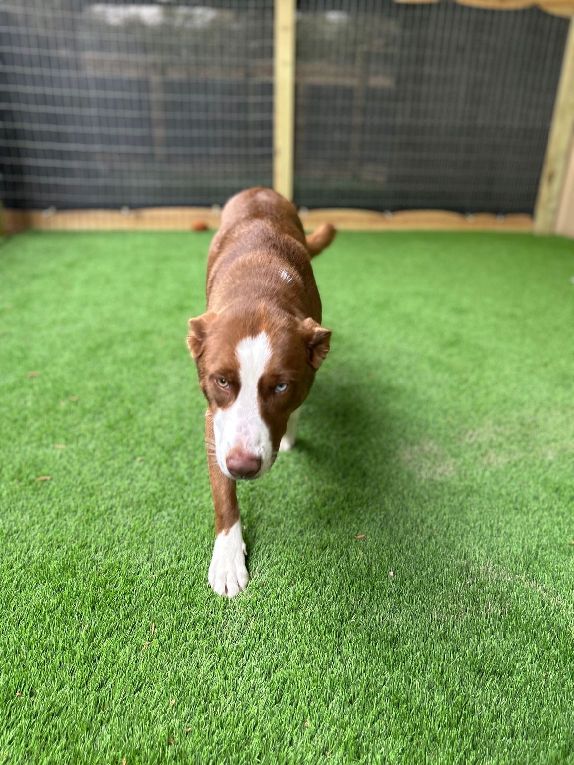 A brown and white dog is walking on a green lawn.