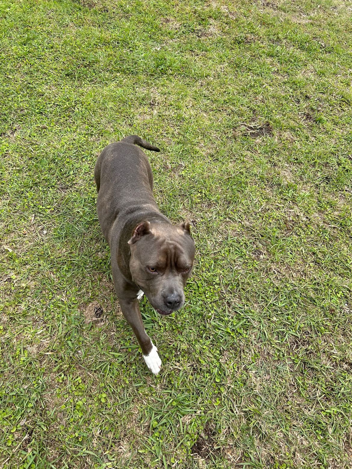 A dog is standing on top of a lush green field.