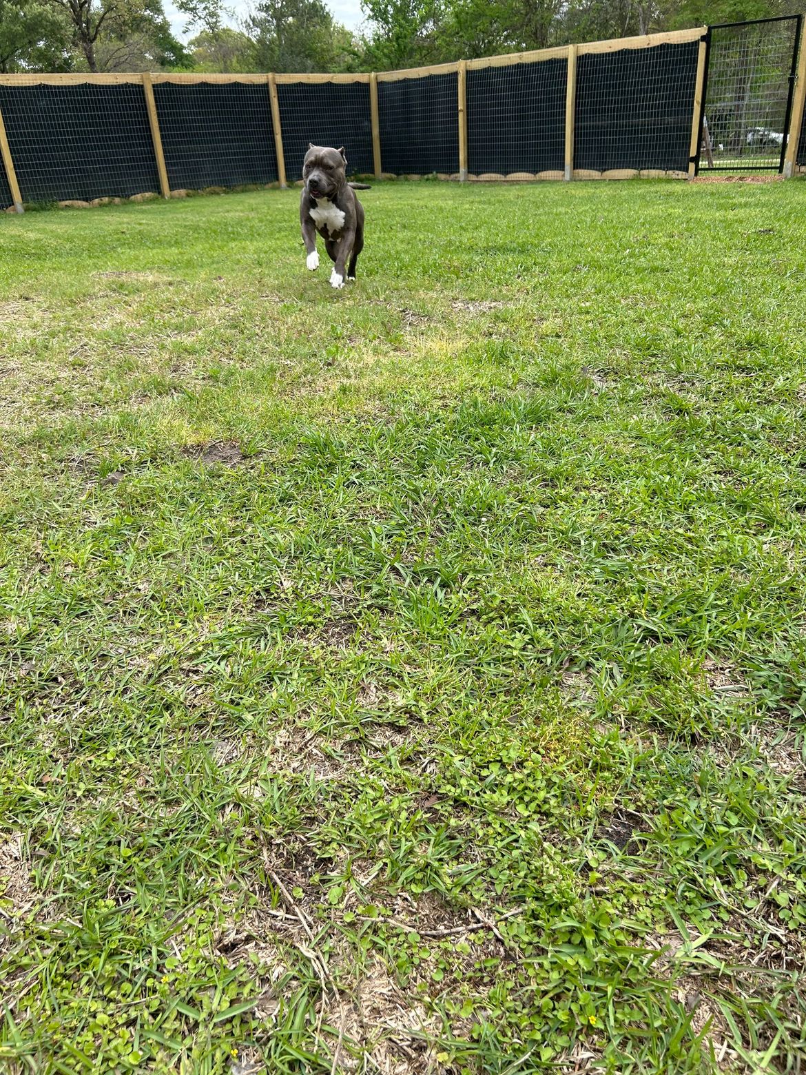 A dog is running in a grassy field next to a fence.
