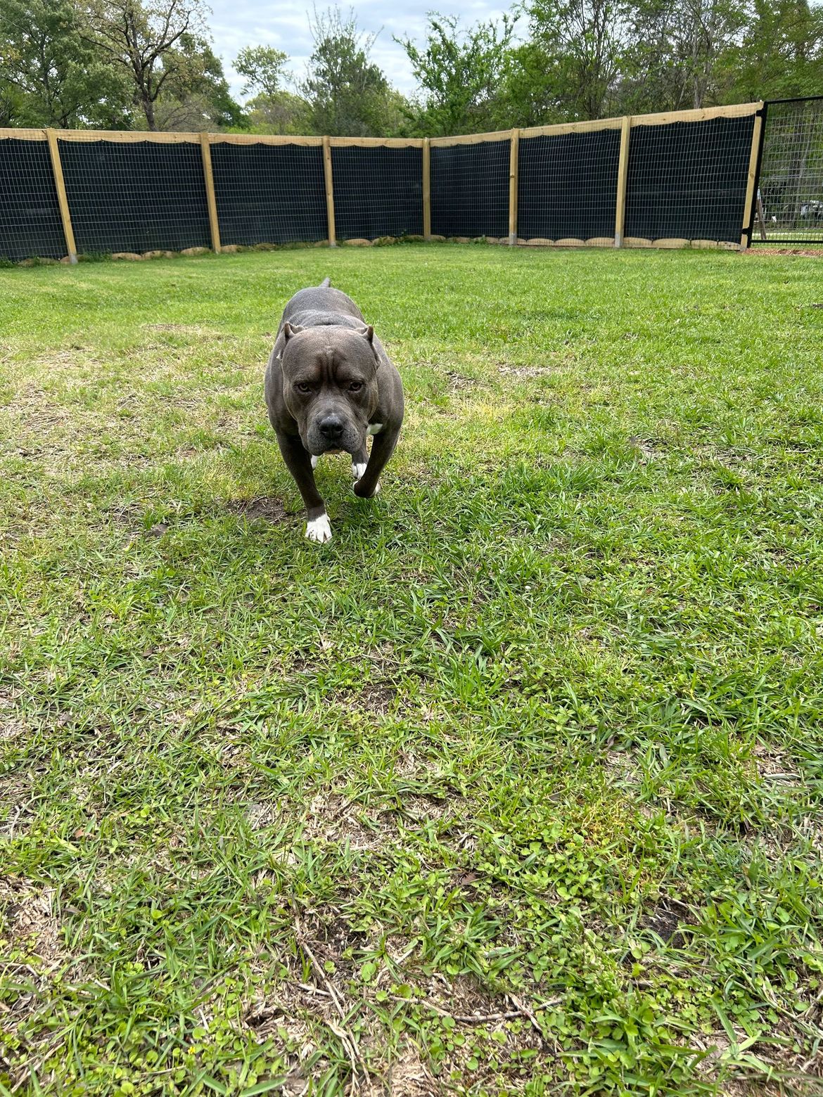 A dog is running in a grassy field next to a fence.