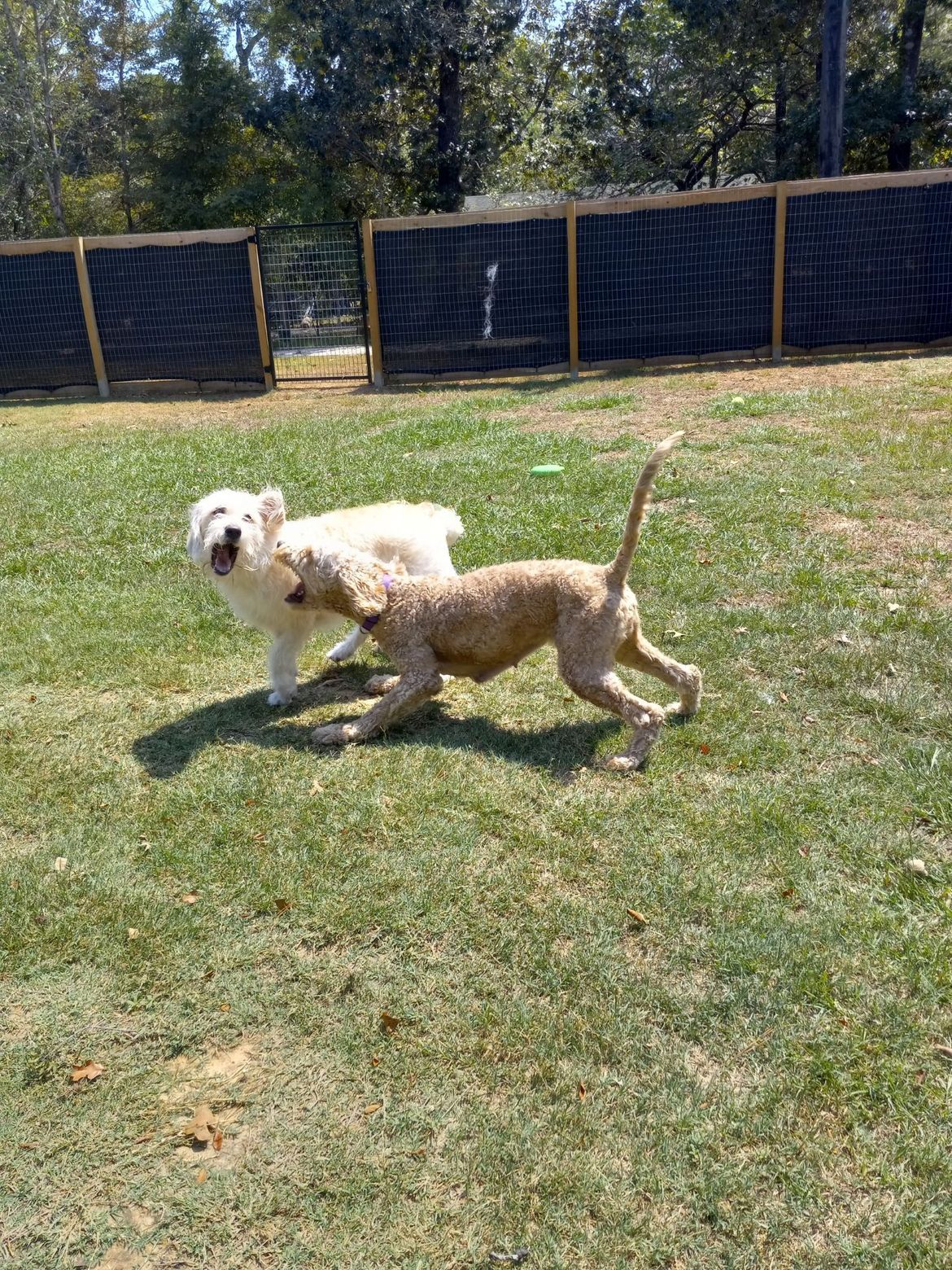 Two dogs are playing in a grassy field.
