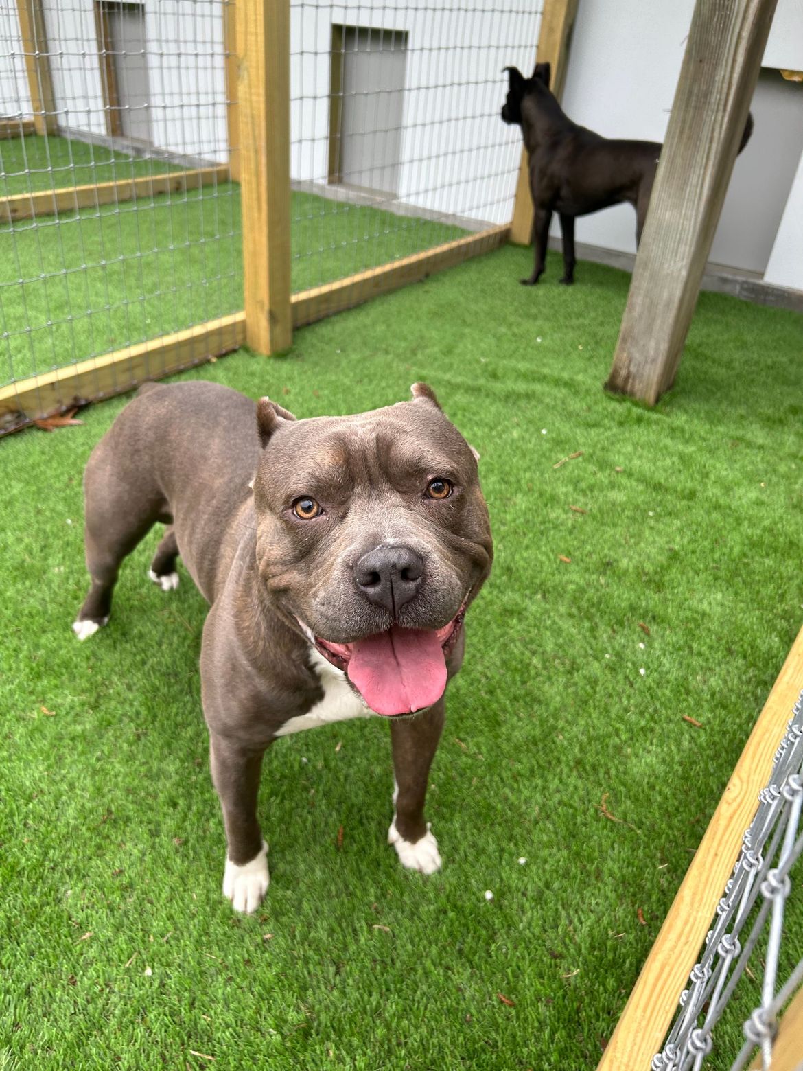 A dog is standing on a lush green lawn in a fenced in area.