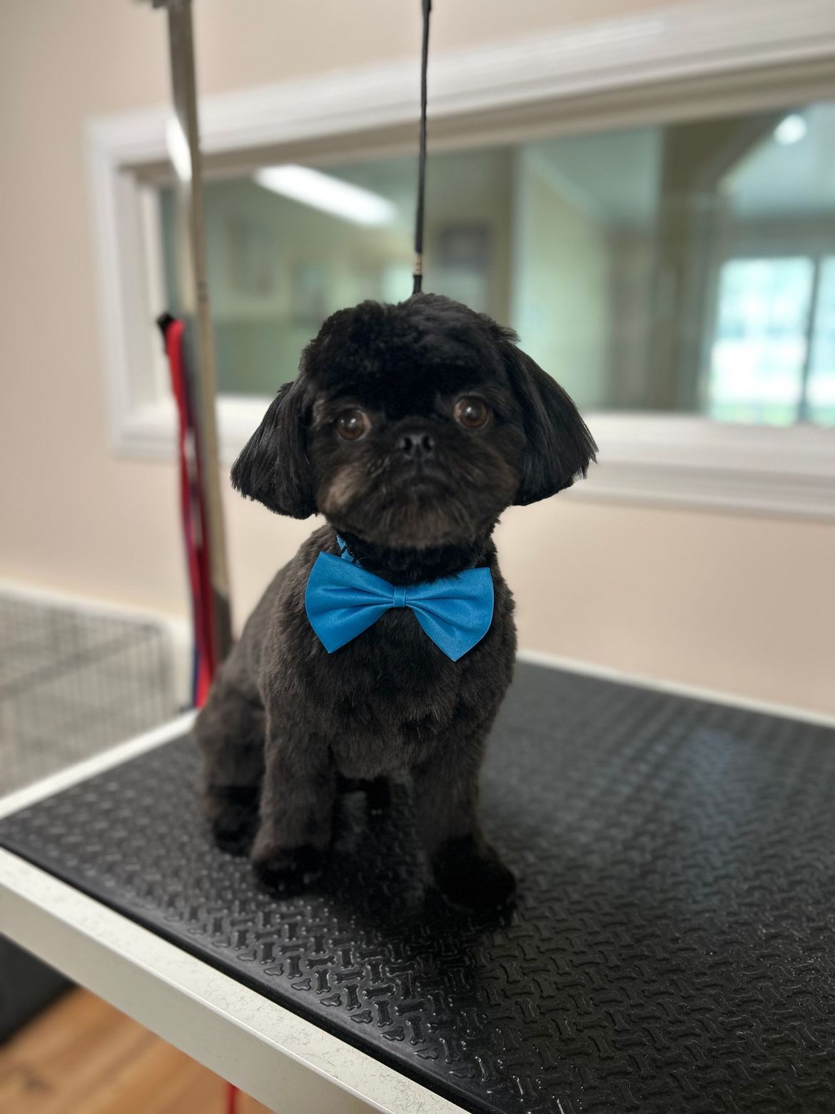 A small black dog wearing a blue bow tie is sitting on a grooming table.