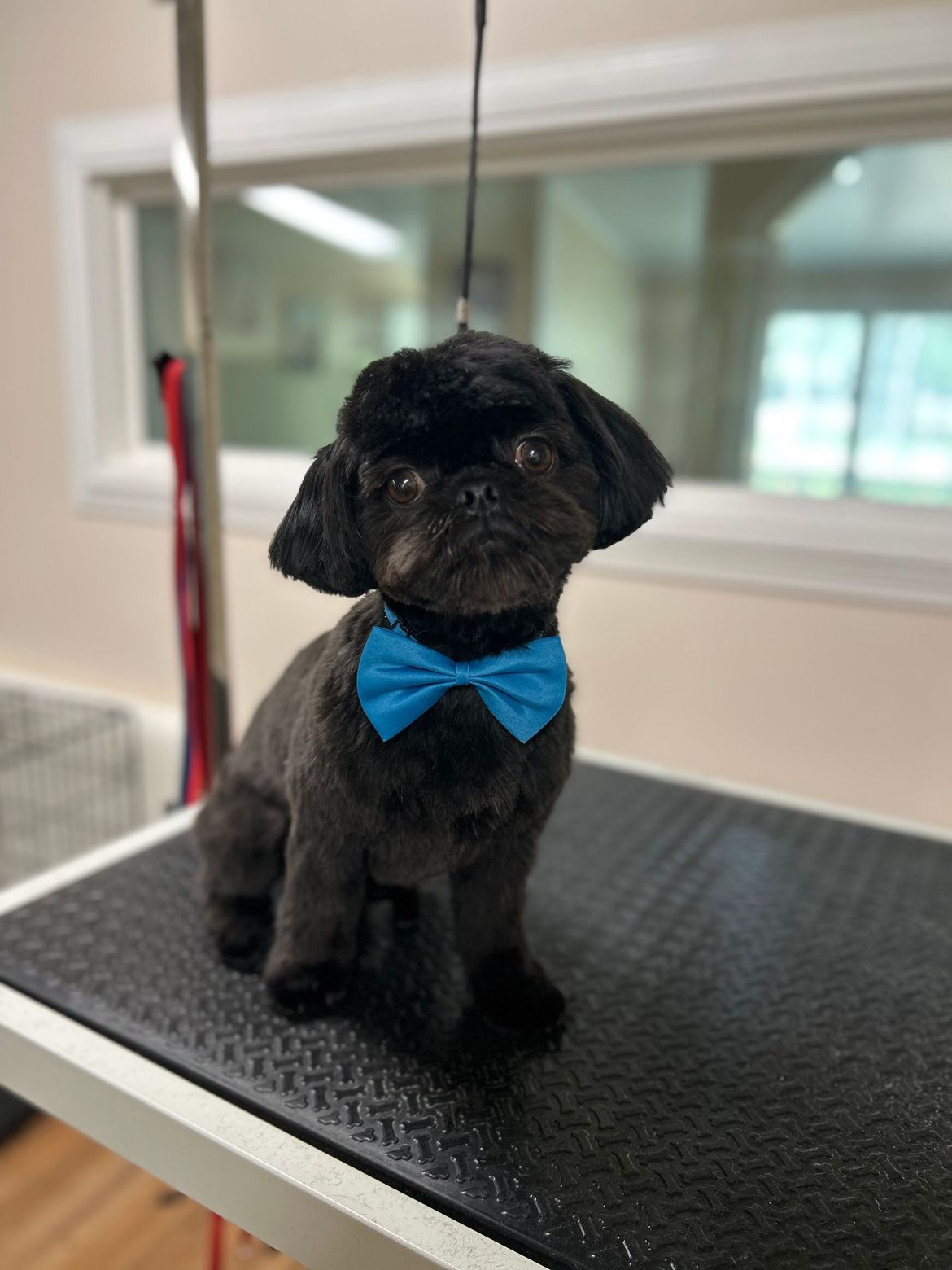 A small black dog wearing a blue bow tie