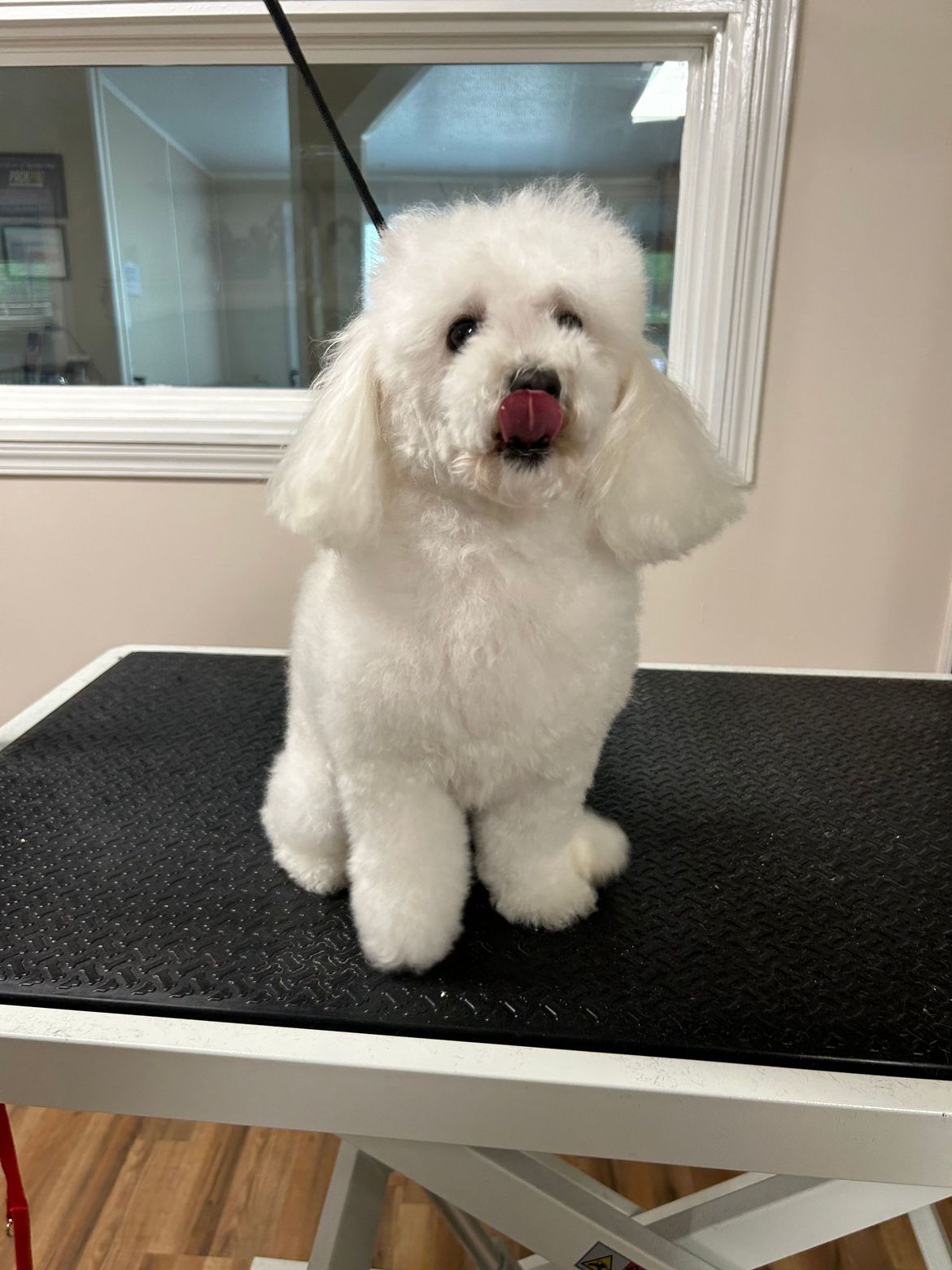 A small white dog is sitting on a grooming table