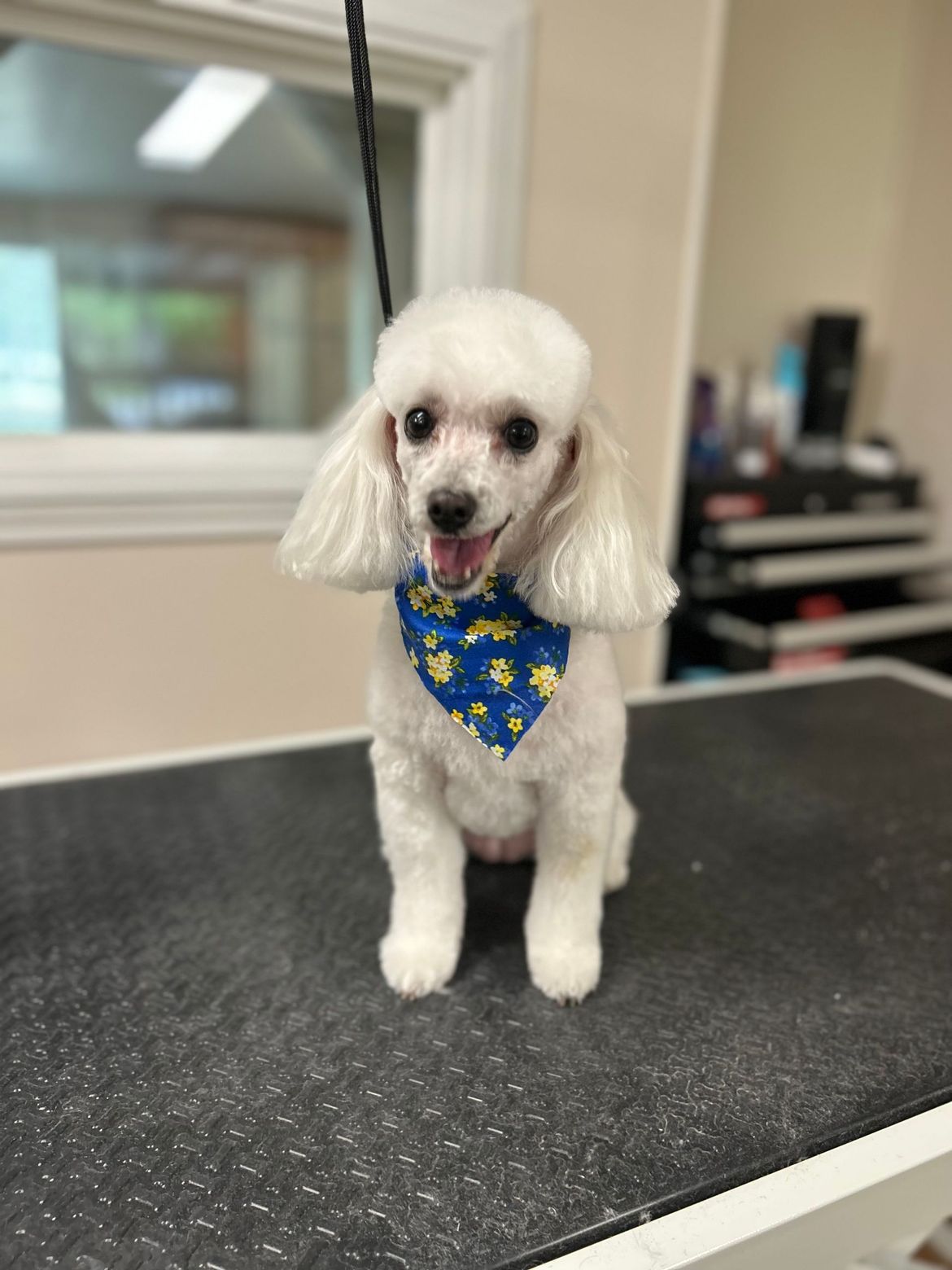 A small white poodle wearing a blue bandana is sitting on a table.