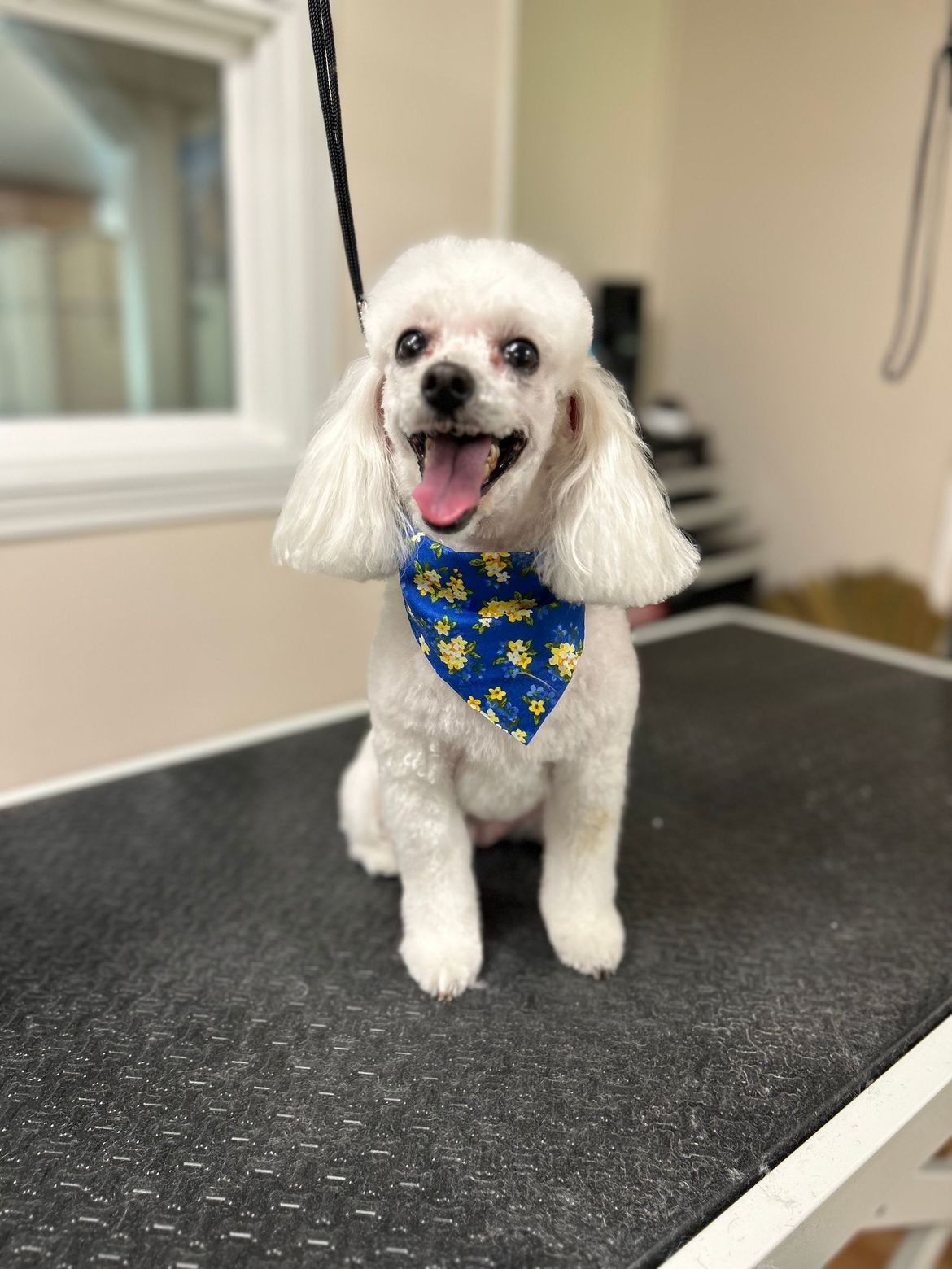 A small white dog wearing a blue bandana is sitting on a table.