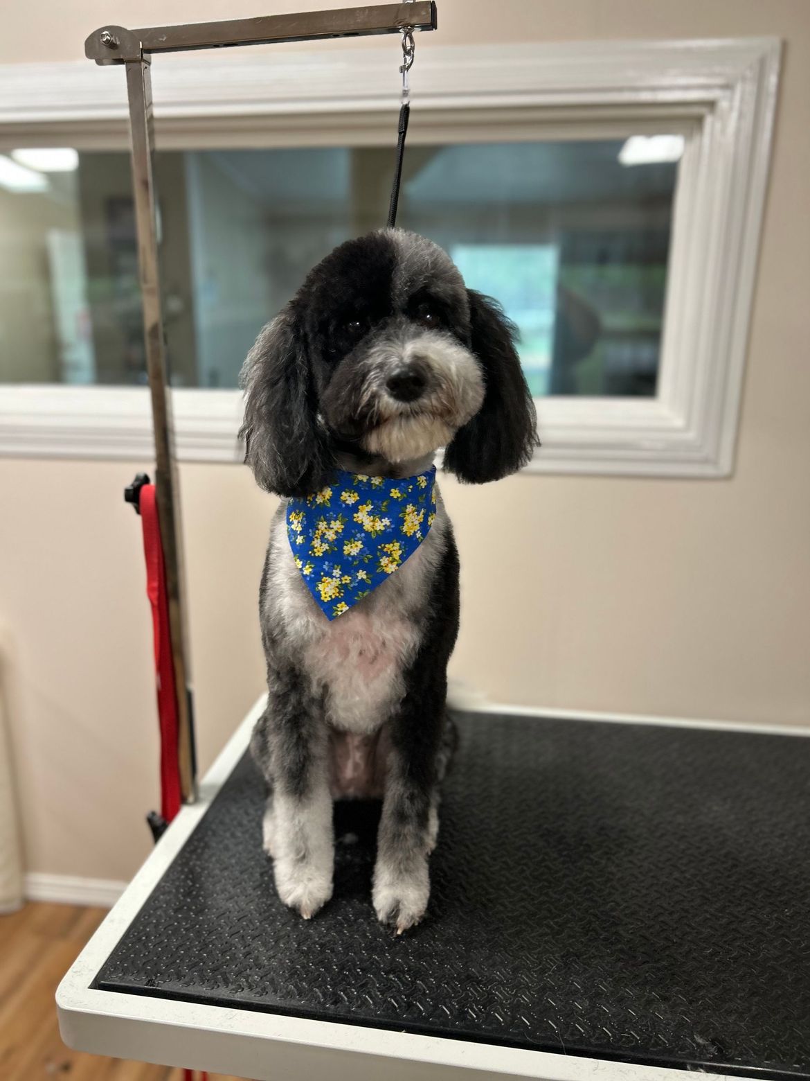 A small black and white dog wearing a blue bandana is sitting on a grooming table.