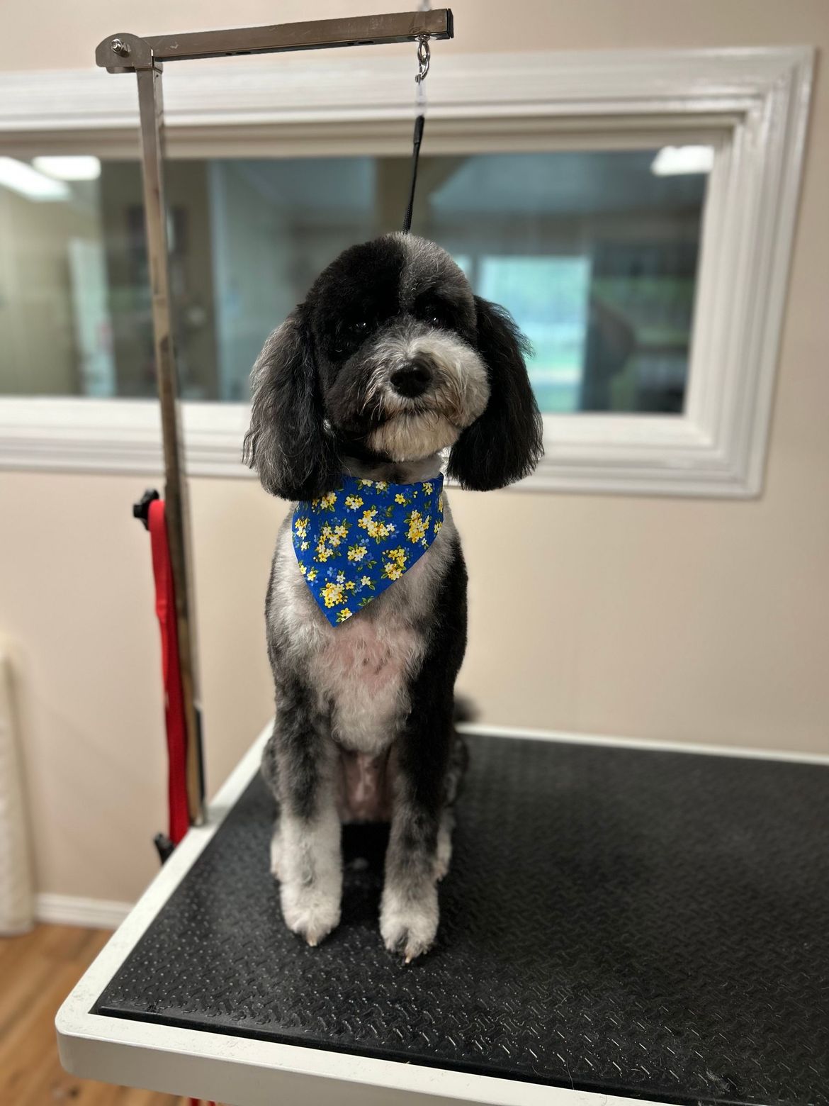 A black and white dog wearing a blue bandana is sitting on a grooming table.