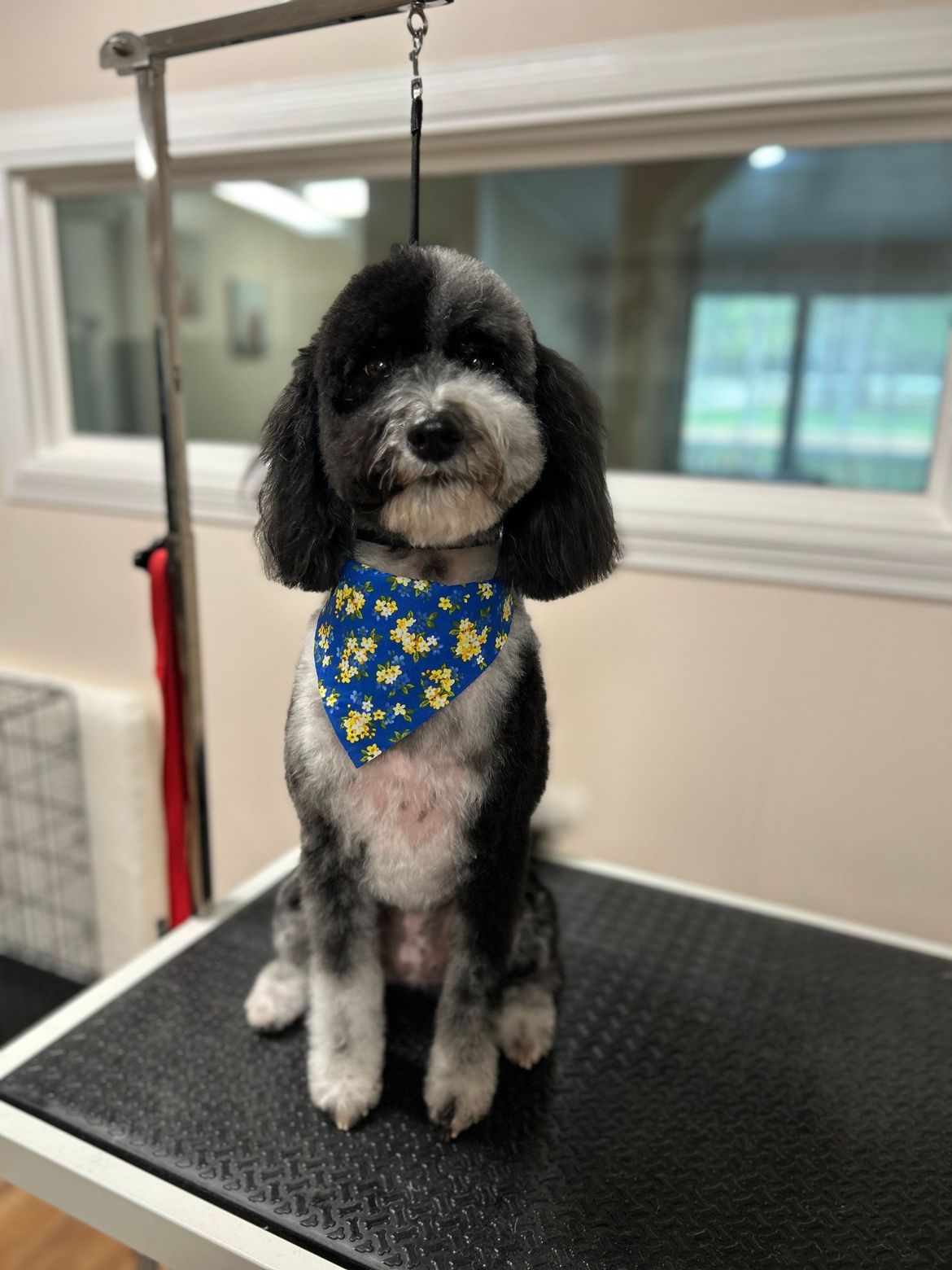 A small dog wearing a blue bandana is sitting on a grooming table.