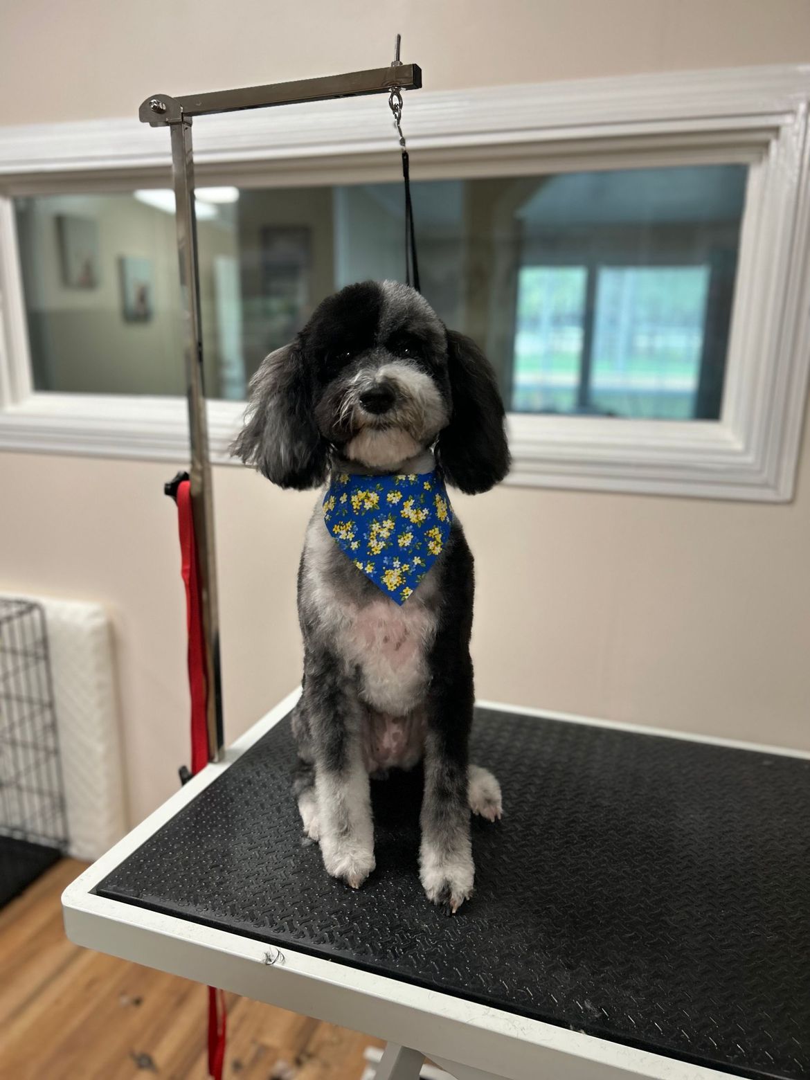 A small black and white dog wearing a blue bandana is sitting on a grooming table.
