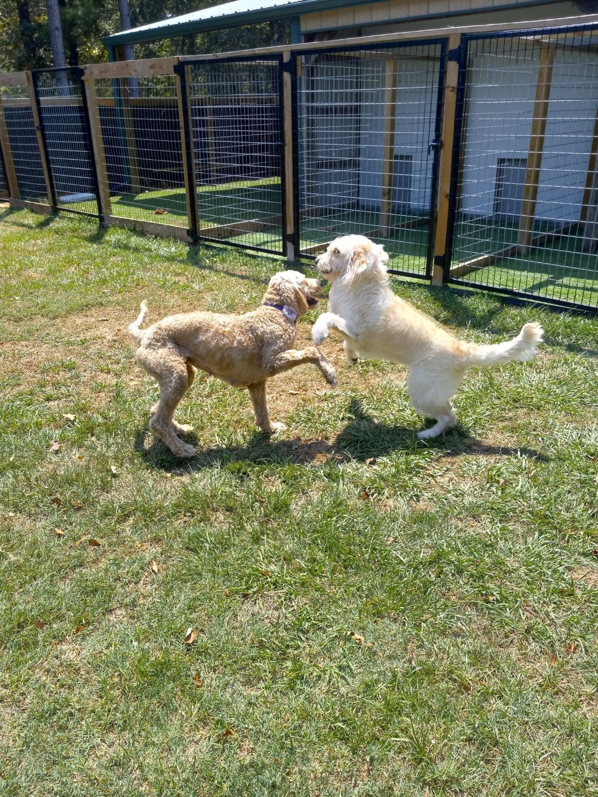 Two dogs are playing in the grass in front of a fence.