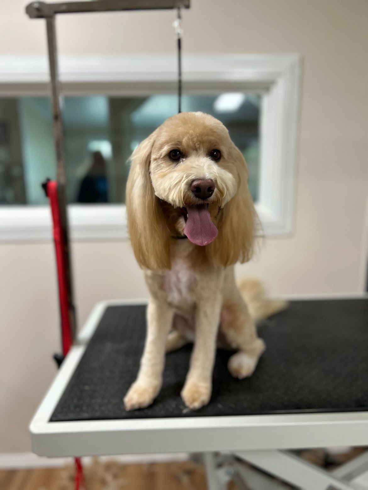 A small dog is sitting on a grooming table with its tongue hanging out.