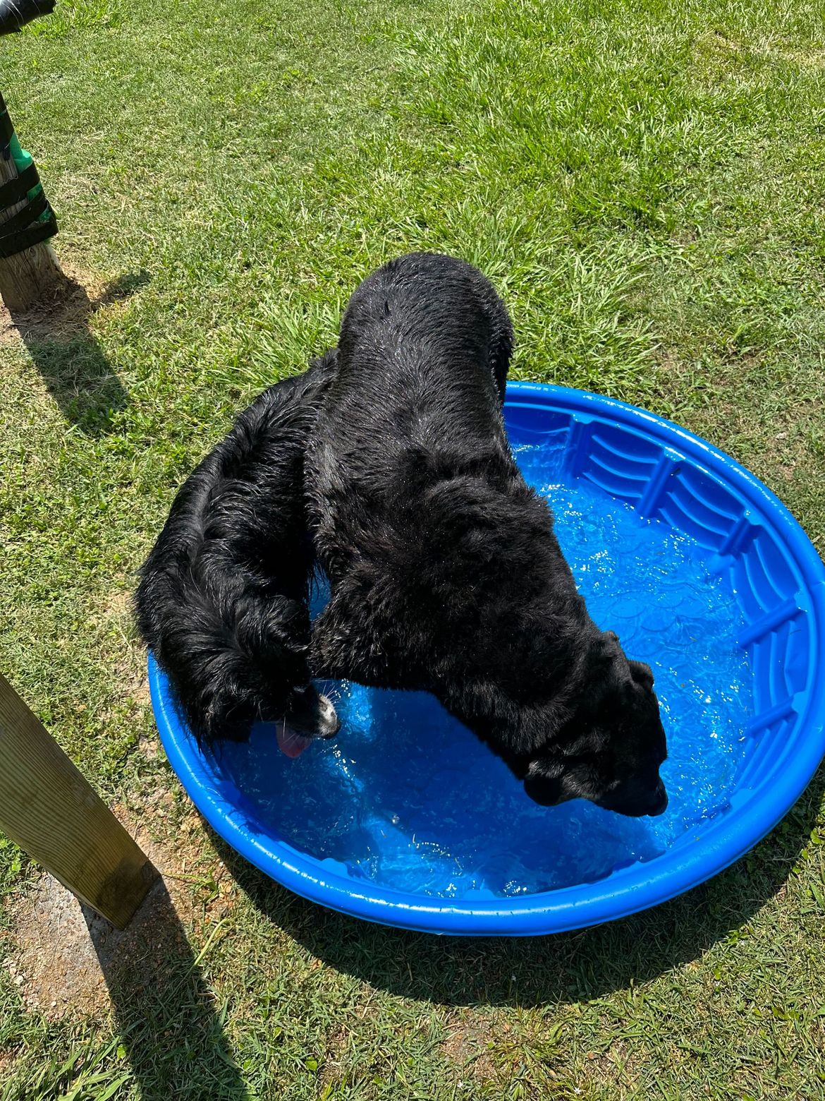 Two black dogs are playing in a blue pool of water.