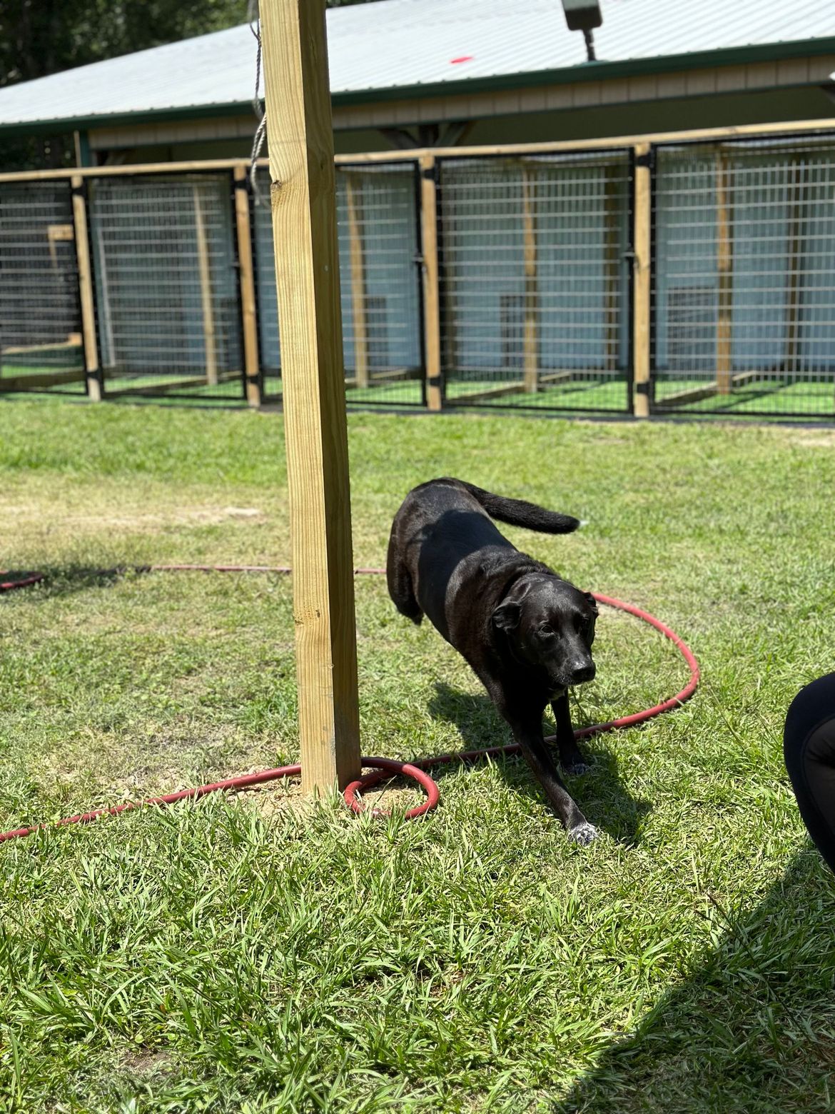 A black dog is playing with a red hose in the grass.