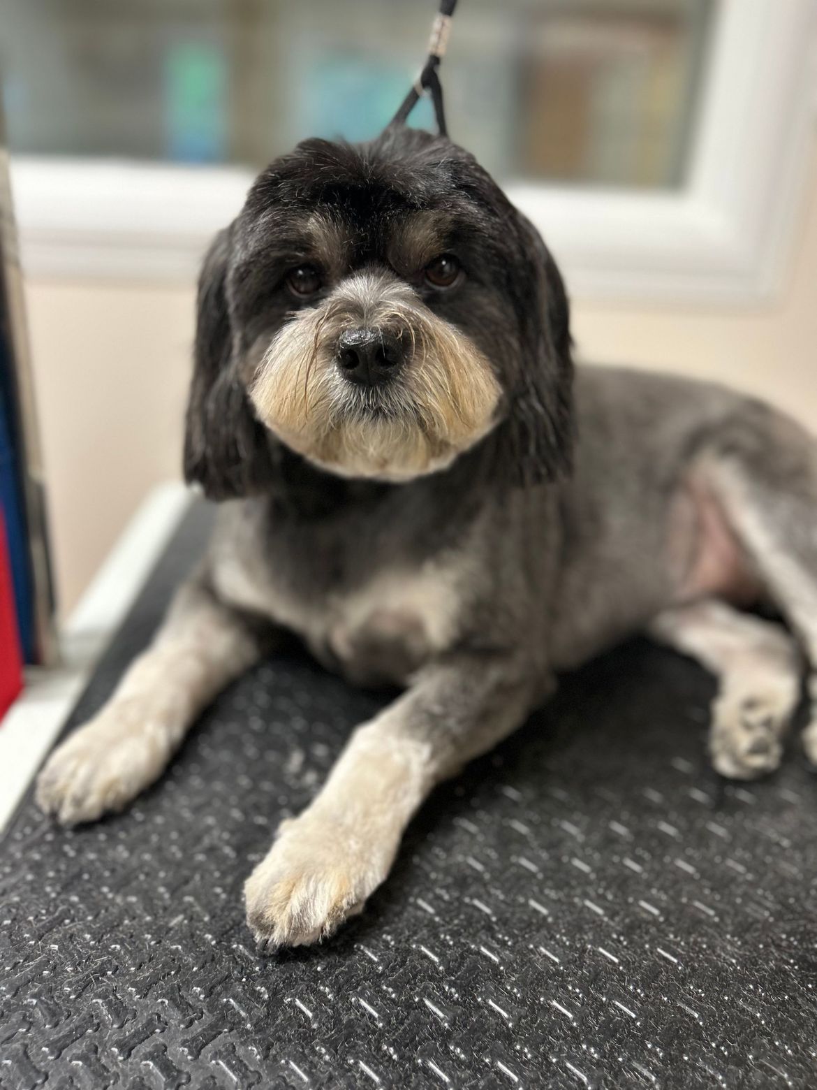A small dog is laying on a grooming table.