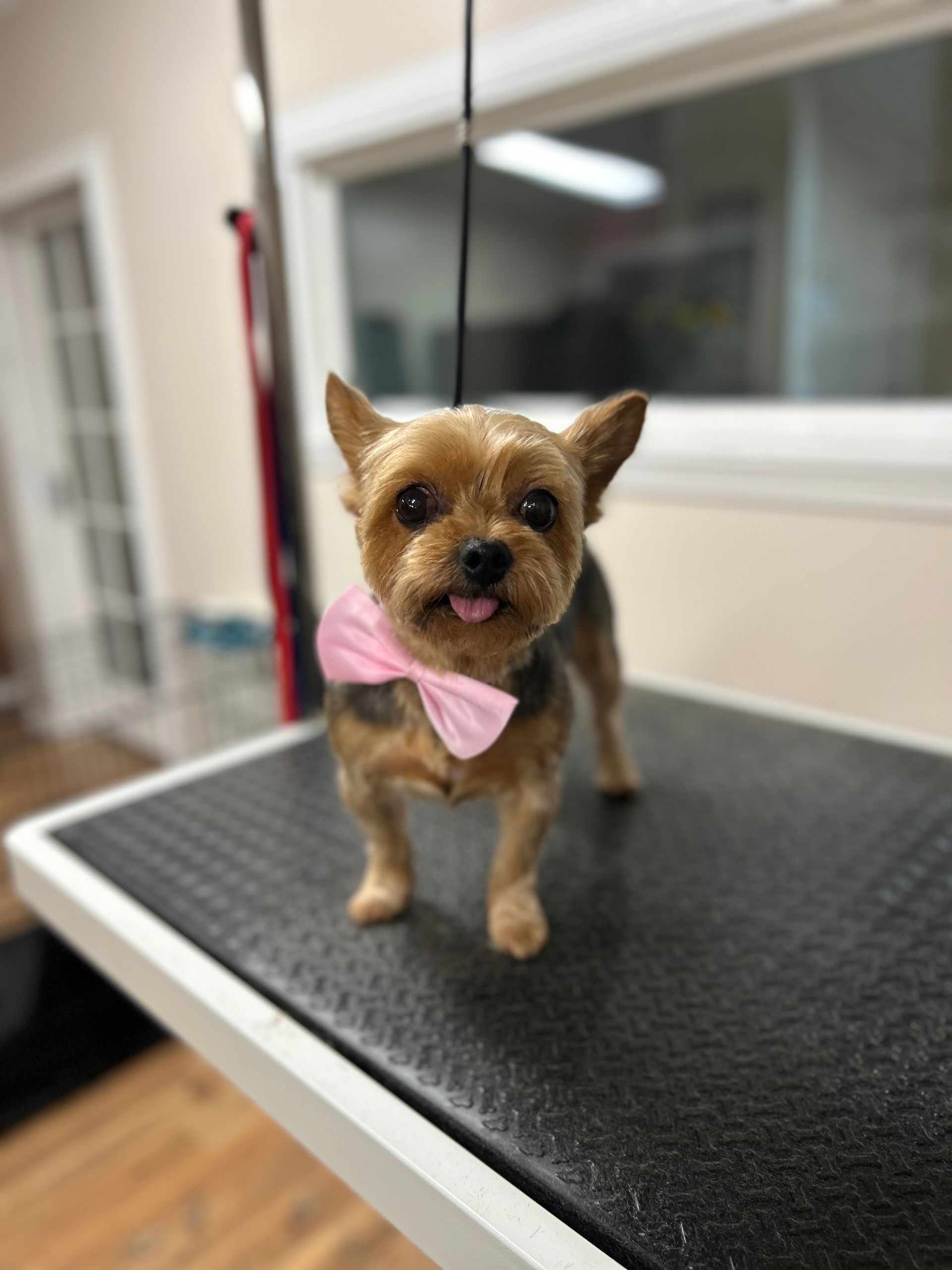 A small dog wearing a pink bow tie is standing on a grooming table.