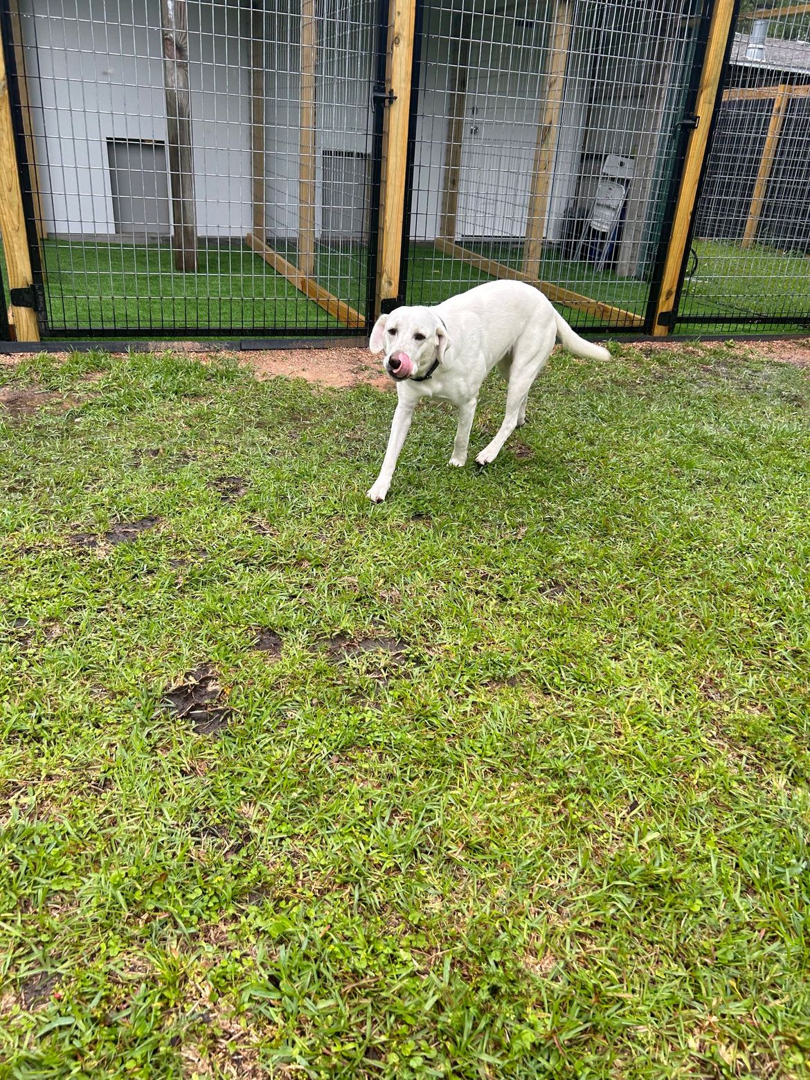 A white dog is standing in the grass in front of a fence.