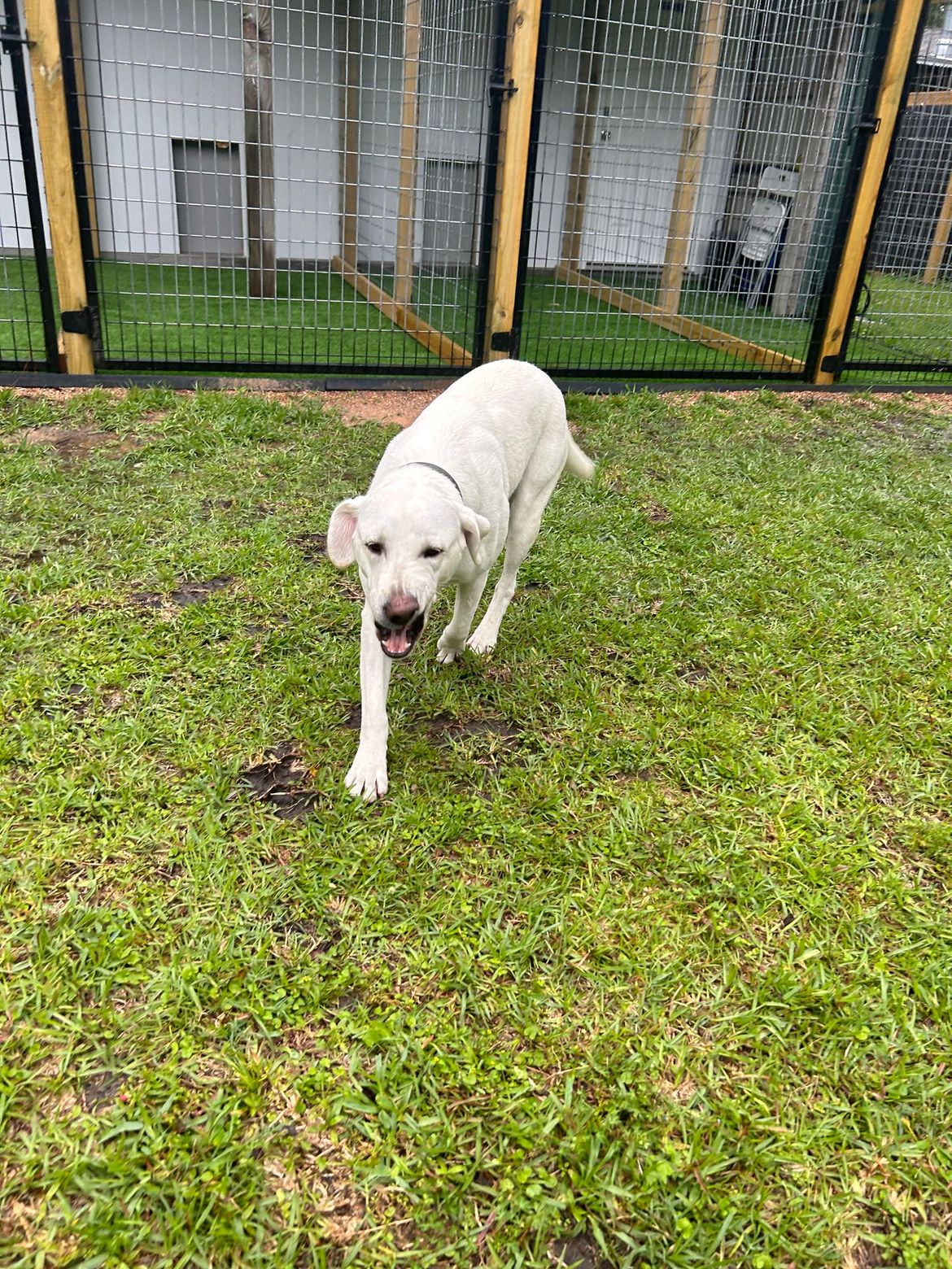 A white dog is standing in the grass in front of a fence.