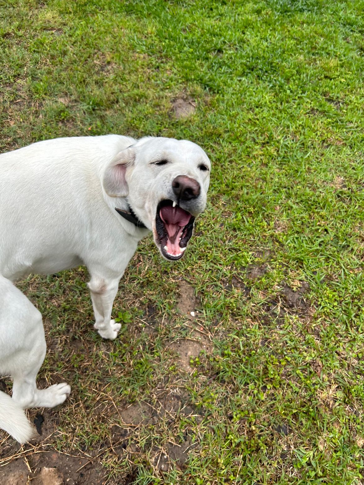 A white dog is yawning in the grass.
