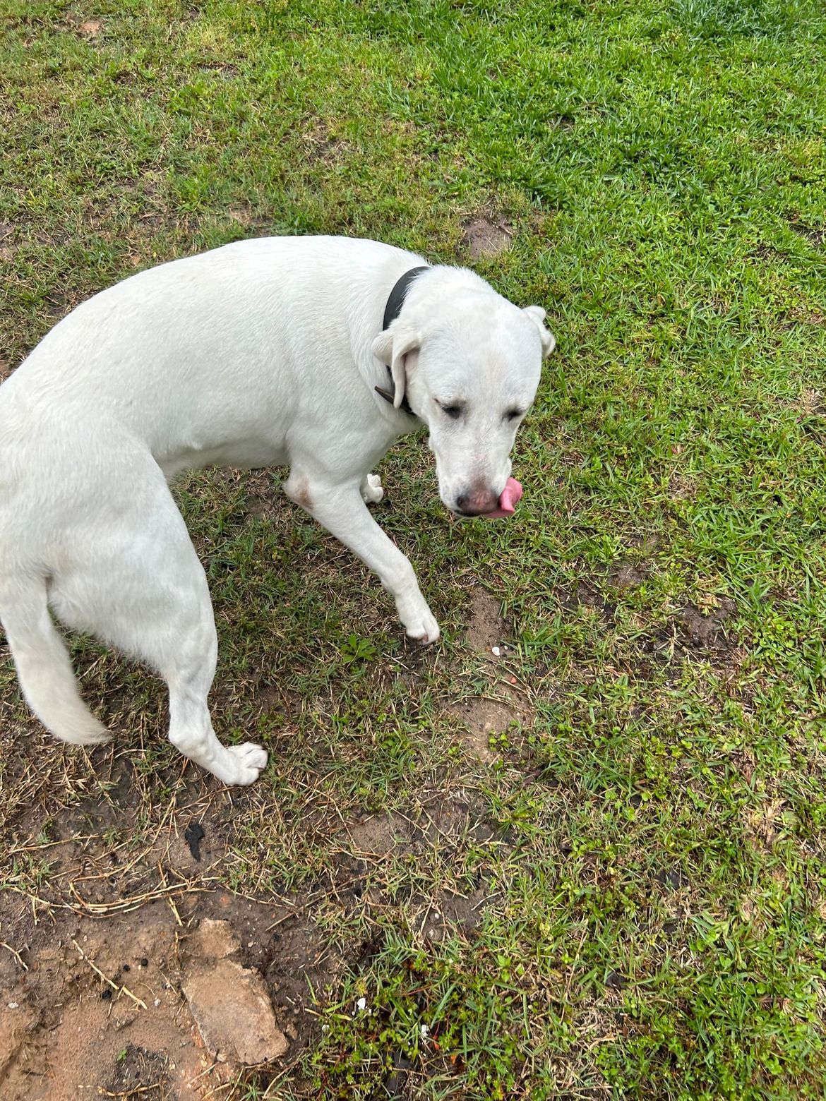 A white dog is standing in the grass with its tongue out.