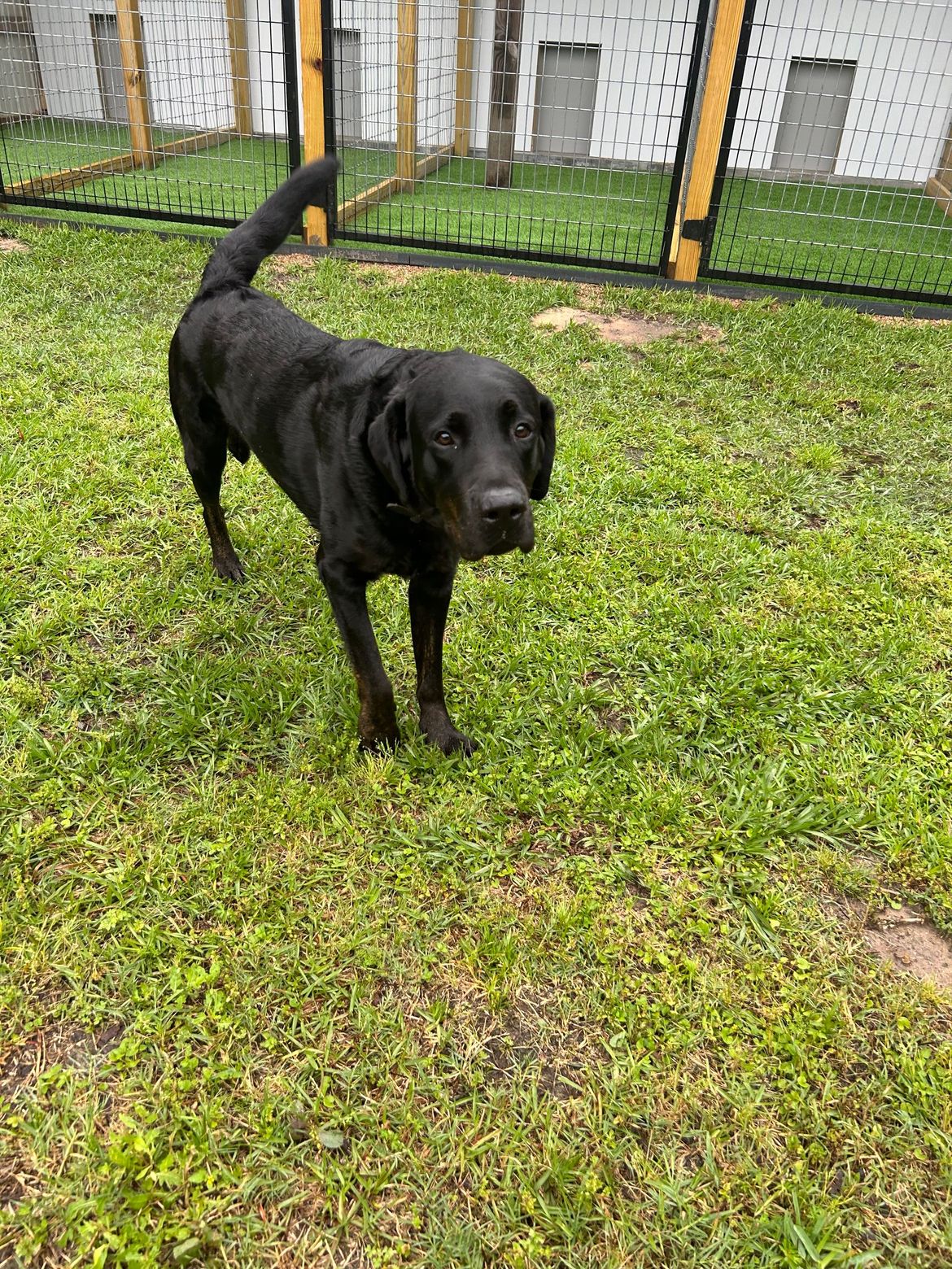 A black dog is standing in the grass in front of a fence.