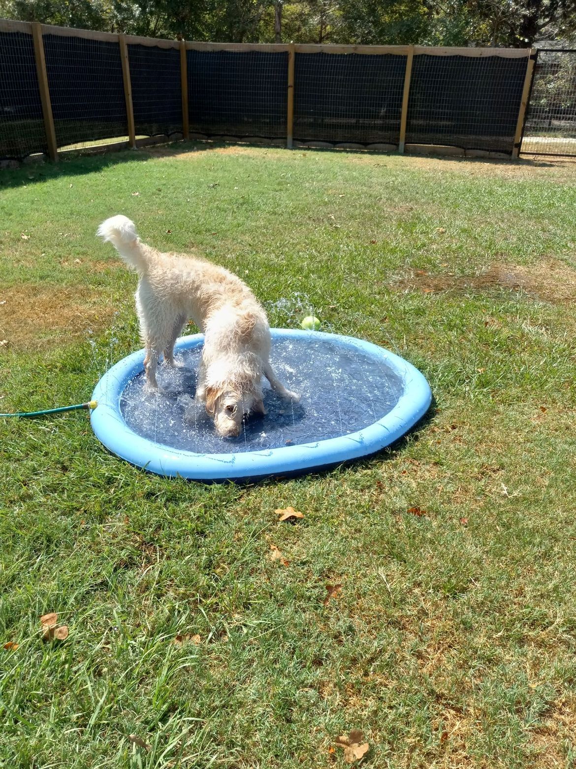 A dog is playing in a sprinkler in the grass.