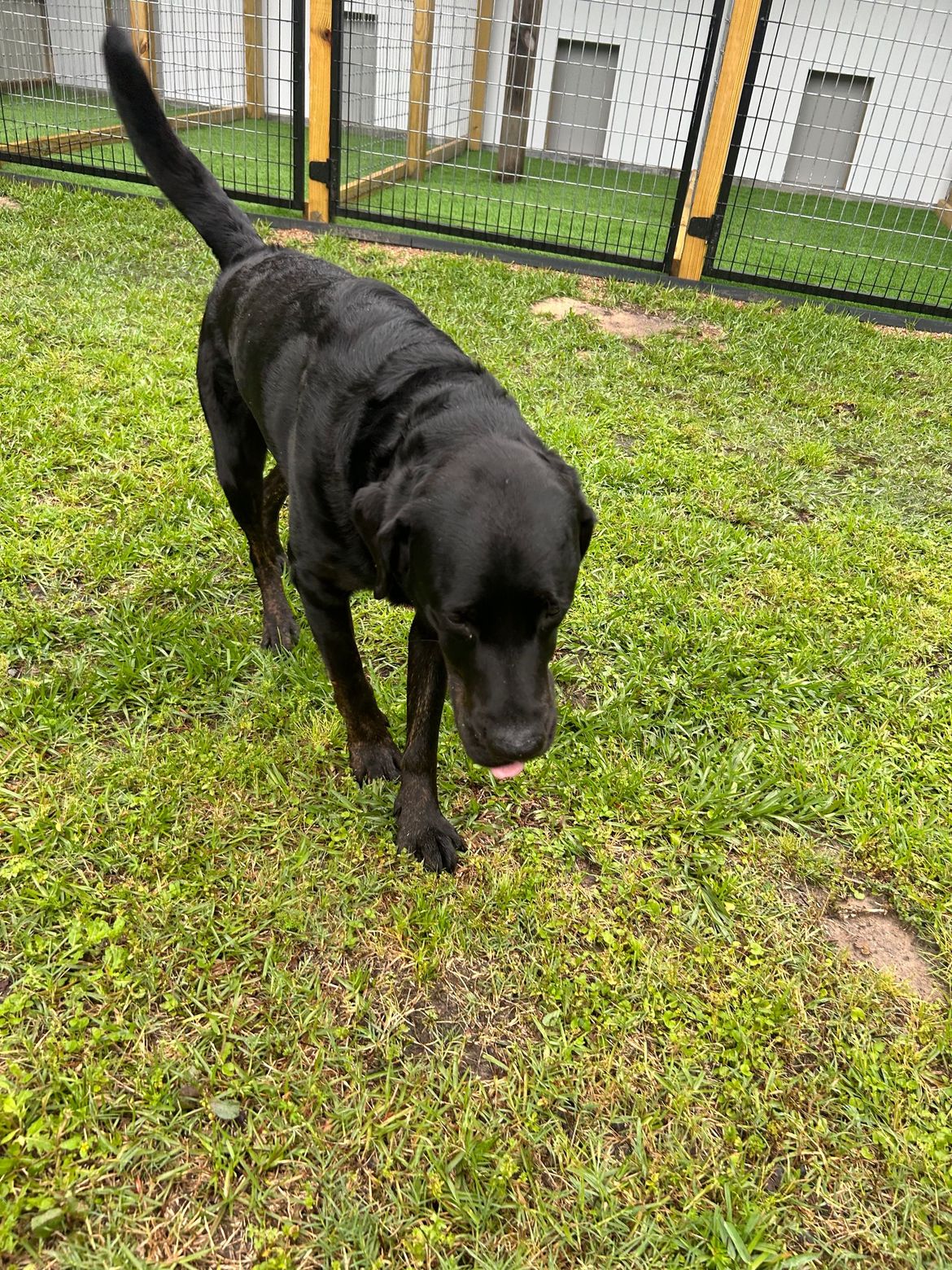 A black dog is standing in the grass in front of a fence.