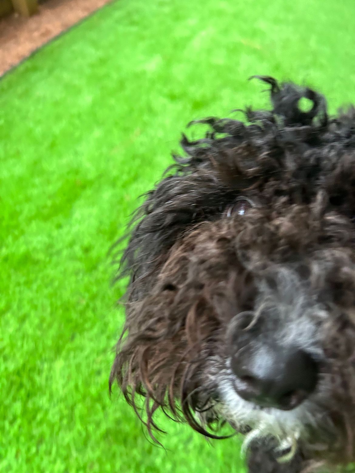 A close up of a dog 's face on a lush green lawn.