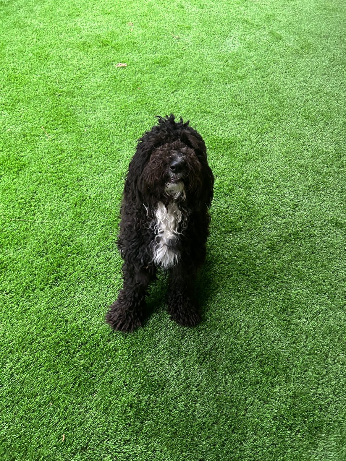 A black and white dog is standing on a lush green lawn.