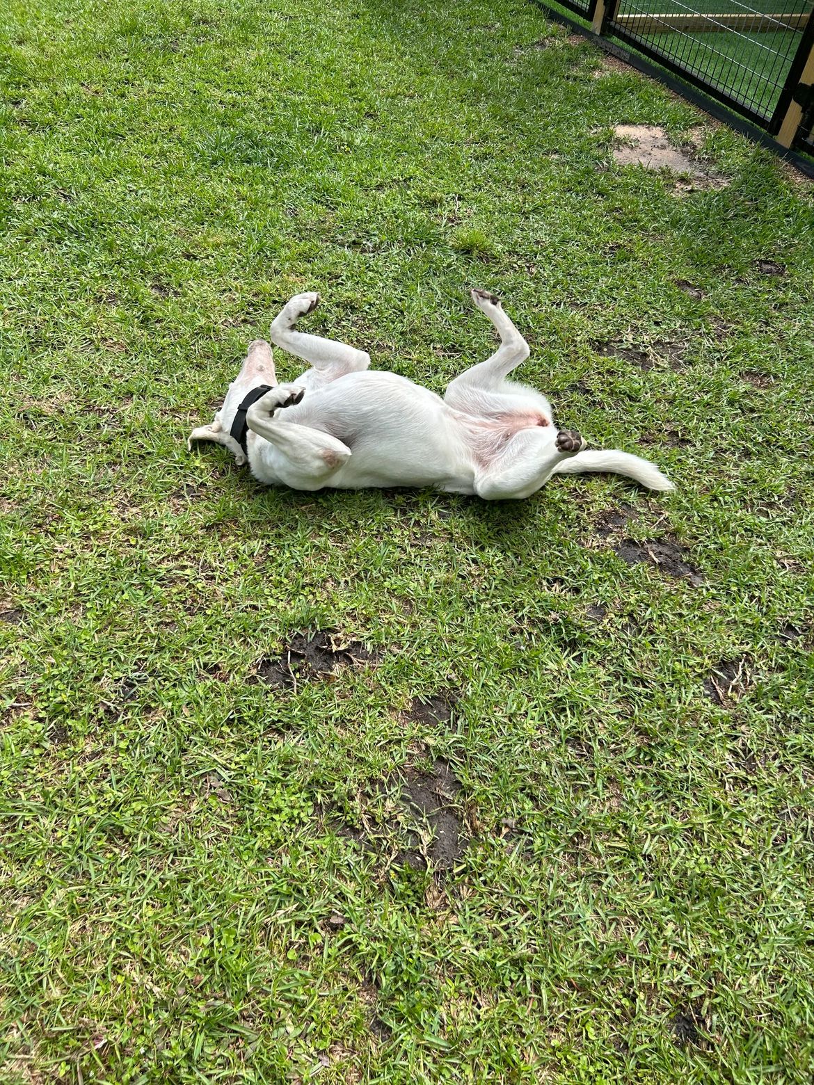 A white dog is laying on its back in the grass.