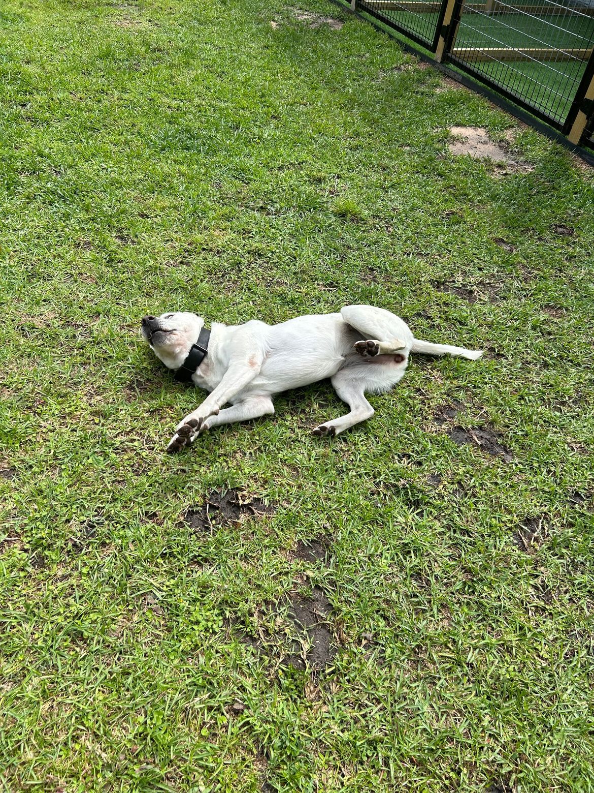 A white dog is laying on its back in the grass.