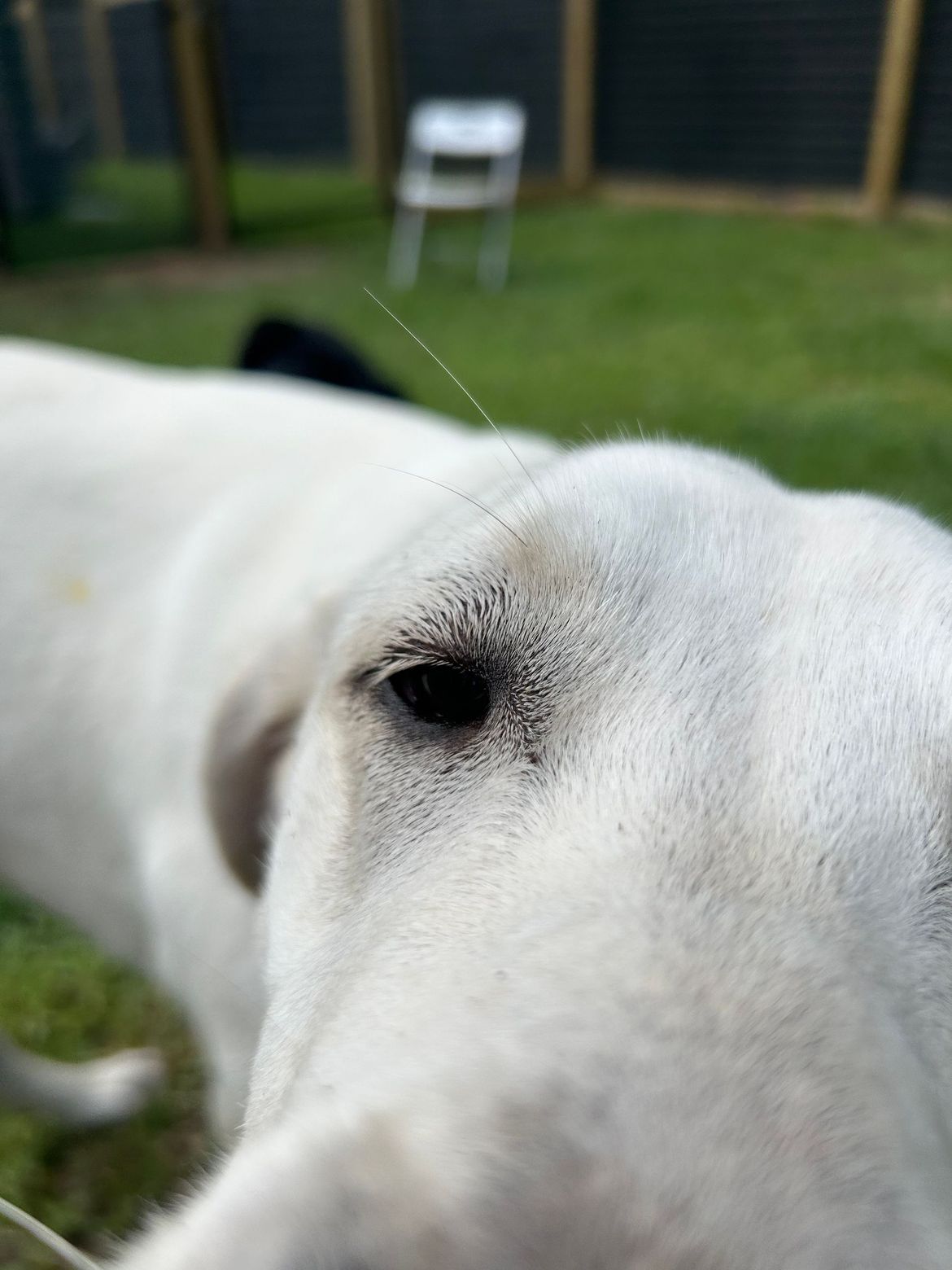 A close up of a white dog 's face with a chair in the background.