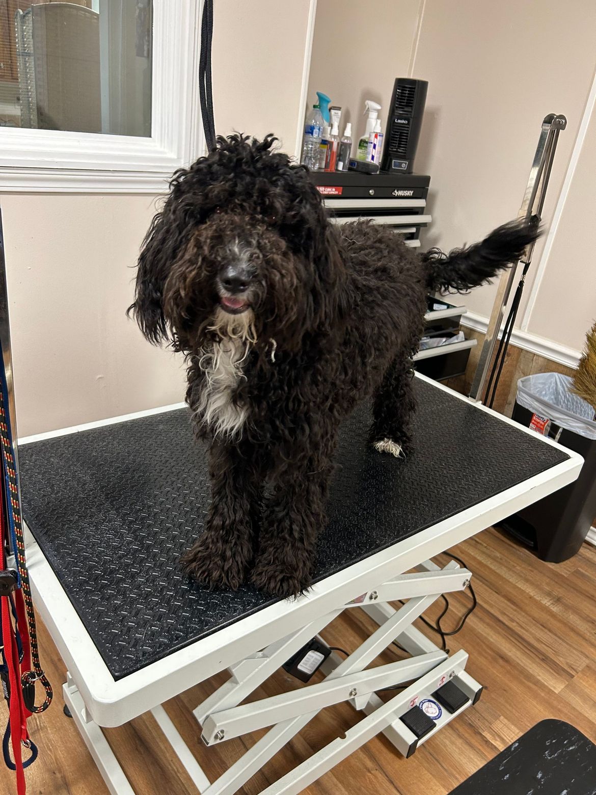 A black and white dog is standing on a grooming table.