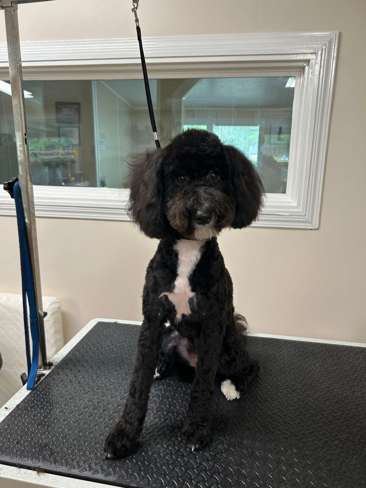 A black and white poodle is sitting on a grooming table.