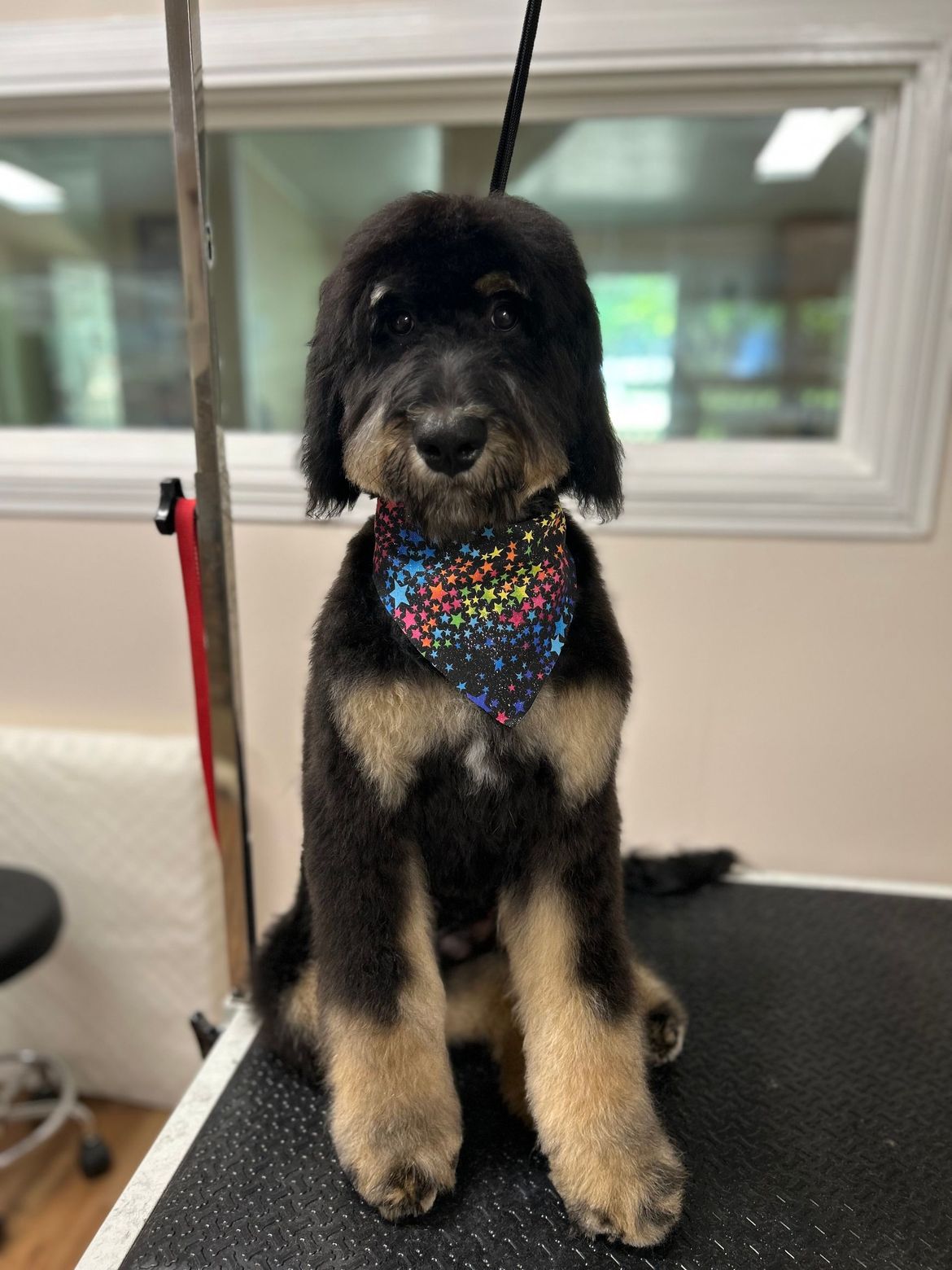 A black and brown dog is sitting on a grooming table.