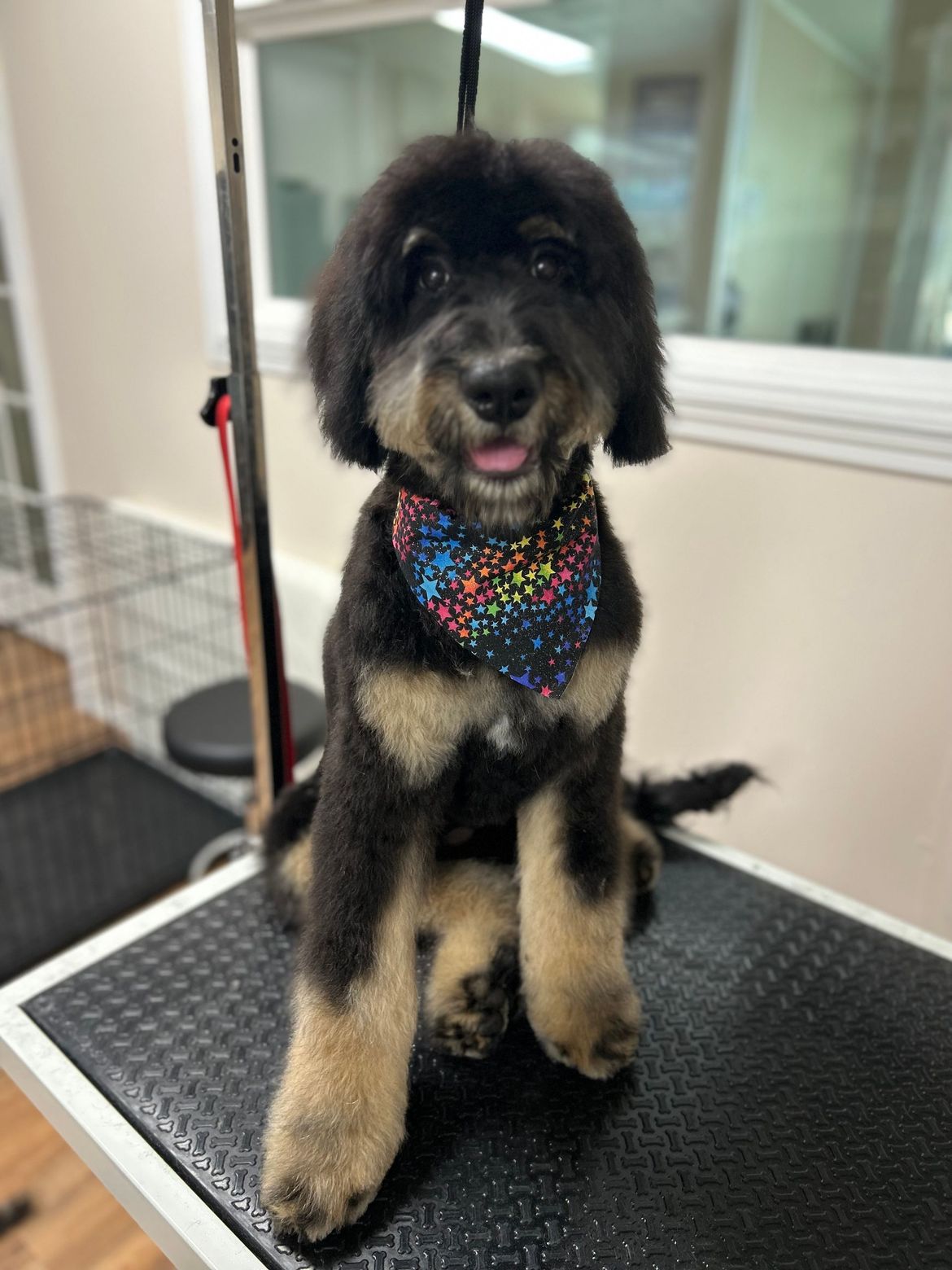 A black and brown dog wearing a bandana is sitting on a grooming table.