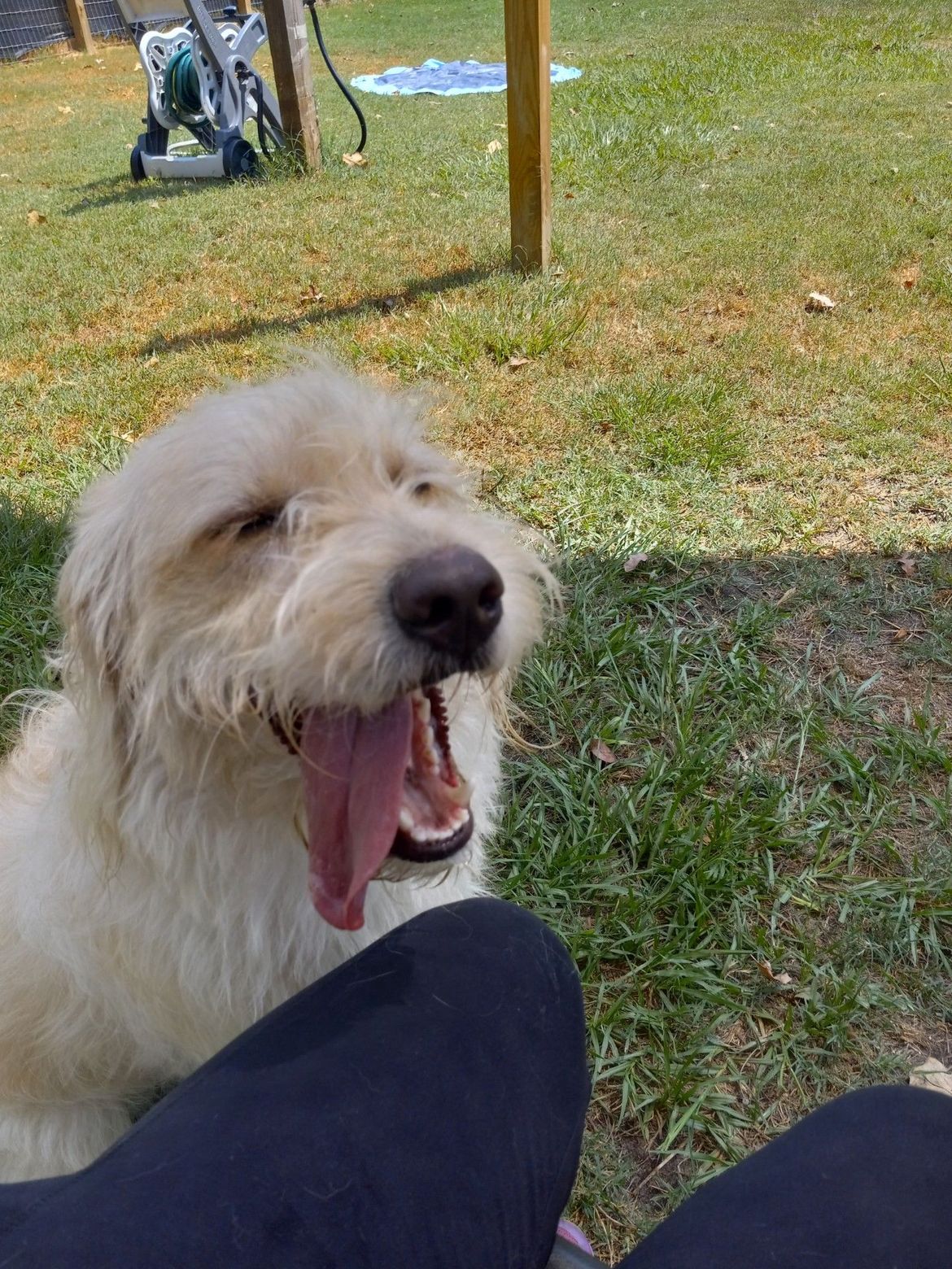 A dog is yawning while sitting on a person 's lap in the grass.