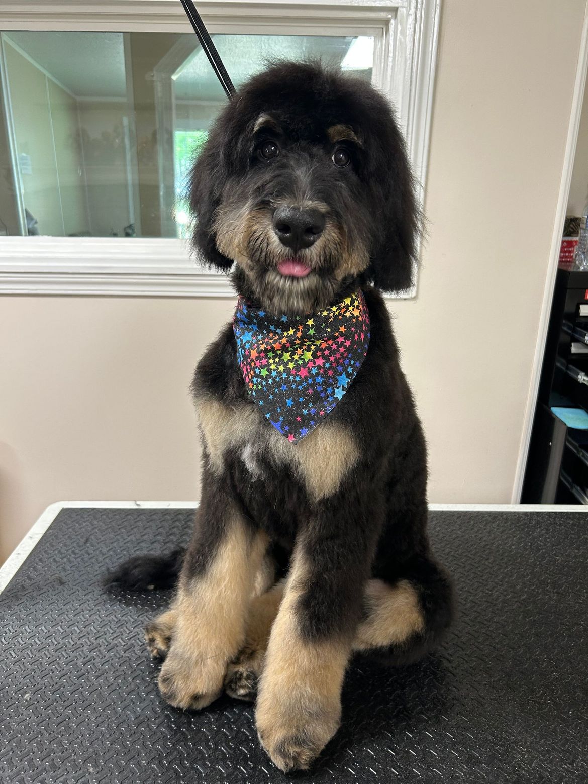 A black and brown dog wearing a bandana is sitting on a table.