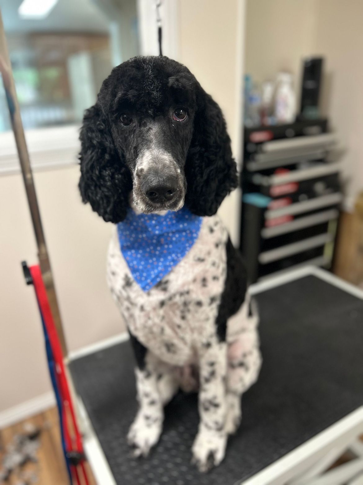A black and white poodle wearing a blue bandana is sitting on a grooming table.