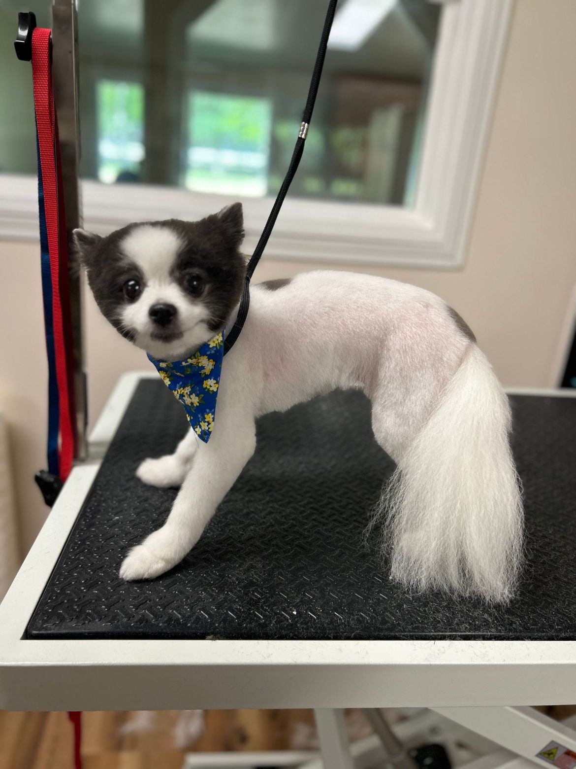 A small black and white dog is standing on a grooming table.