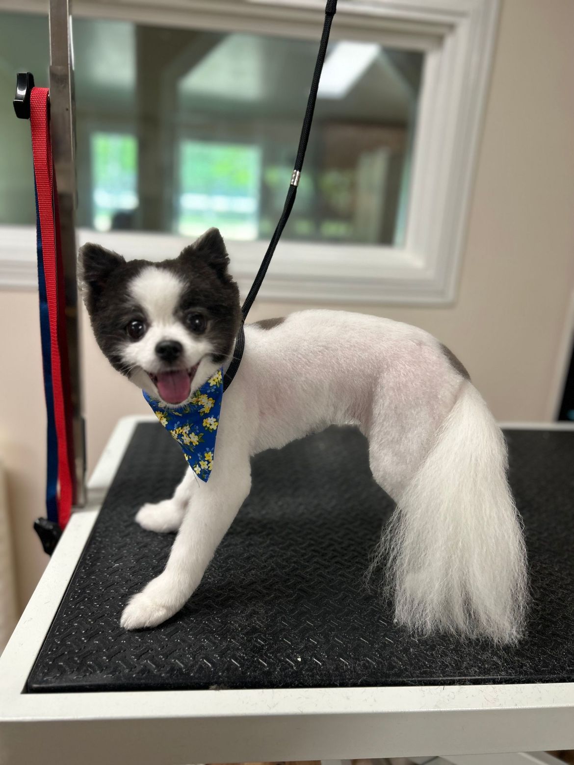 A black and white dog is standing on a grooming table