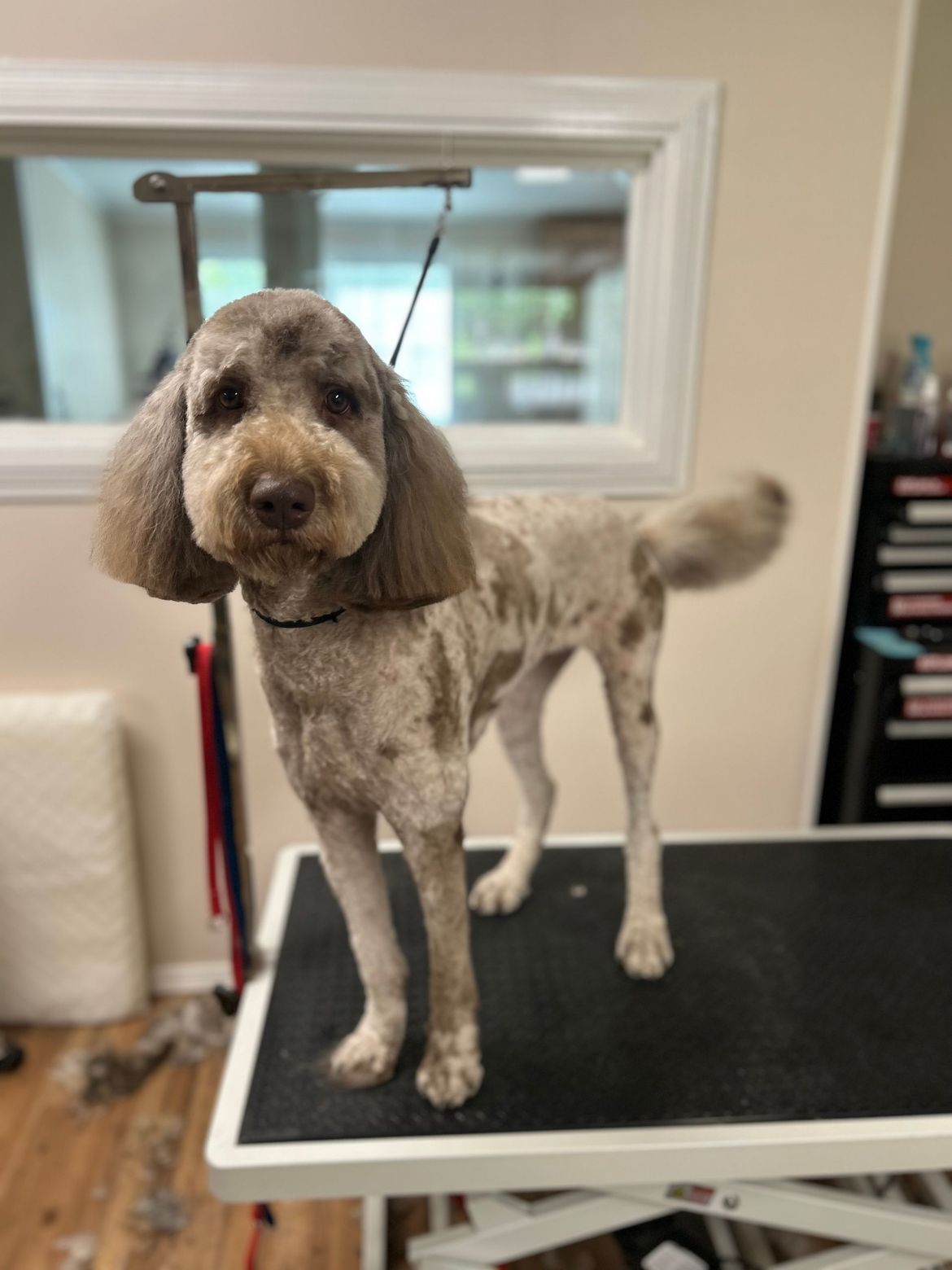 A dog is standing on a grooming table in a room.