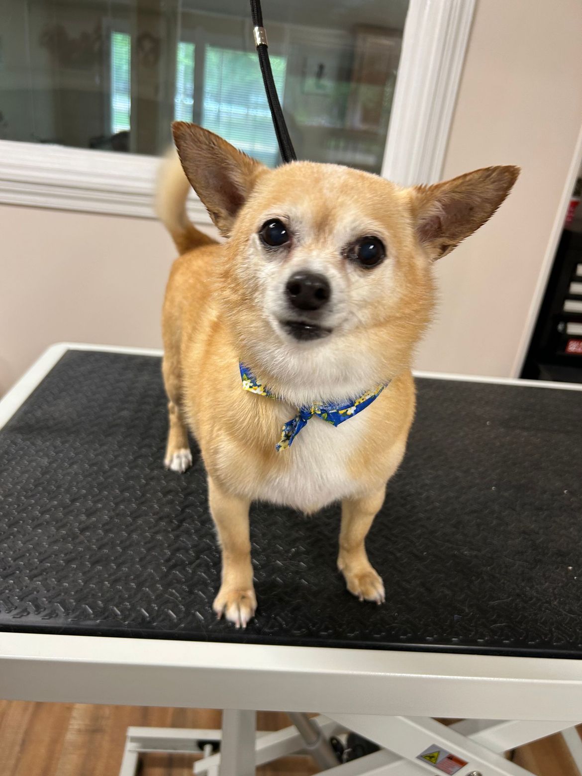 A small brown and white dog is standing on a grooming table.