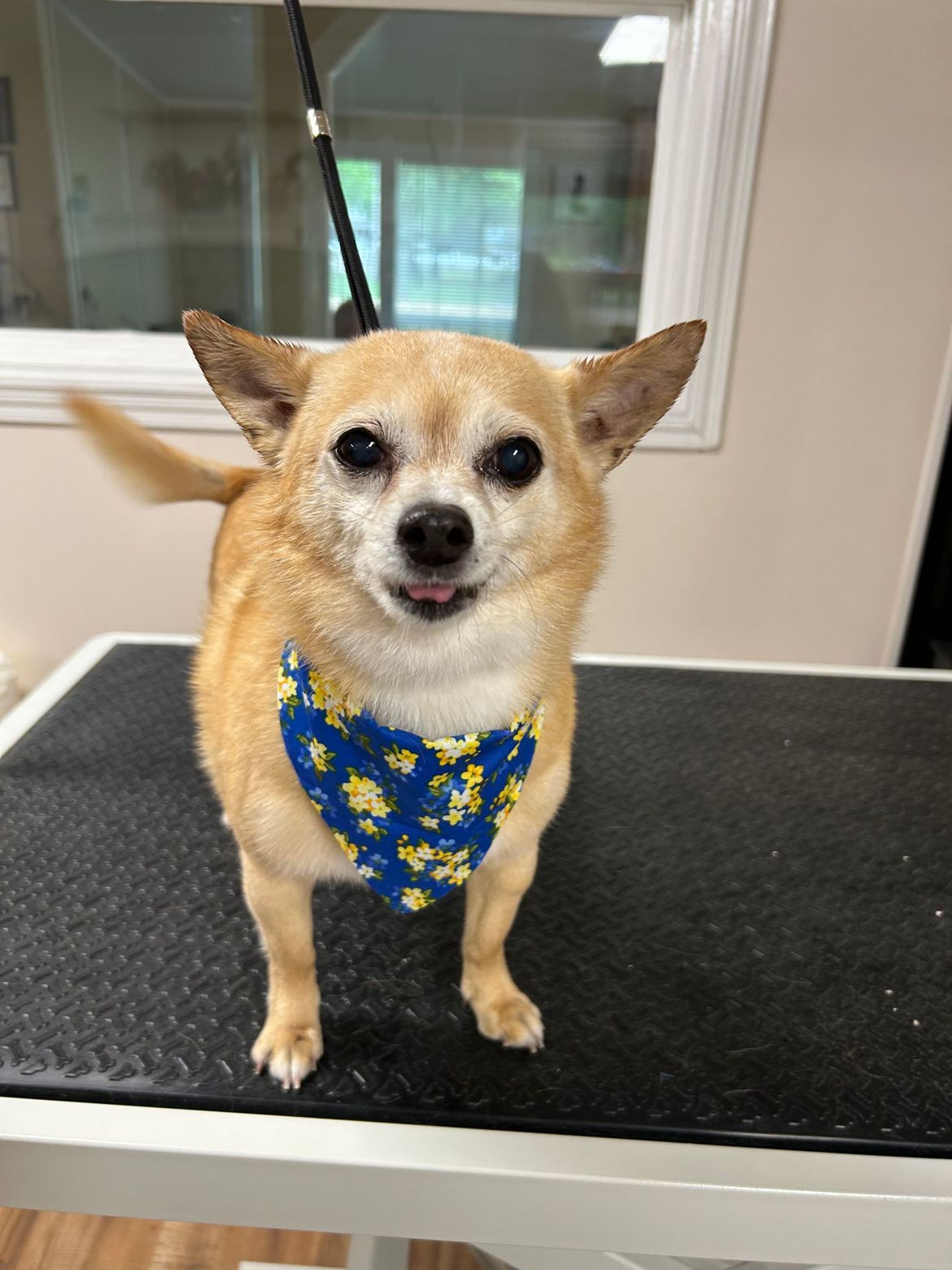 A small dog wearing a blue and yellow bandana is standing on a table.