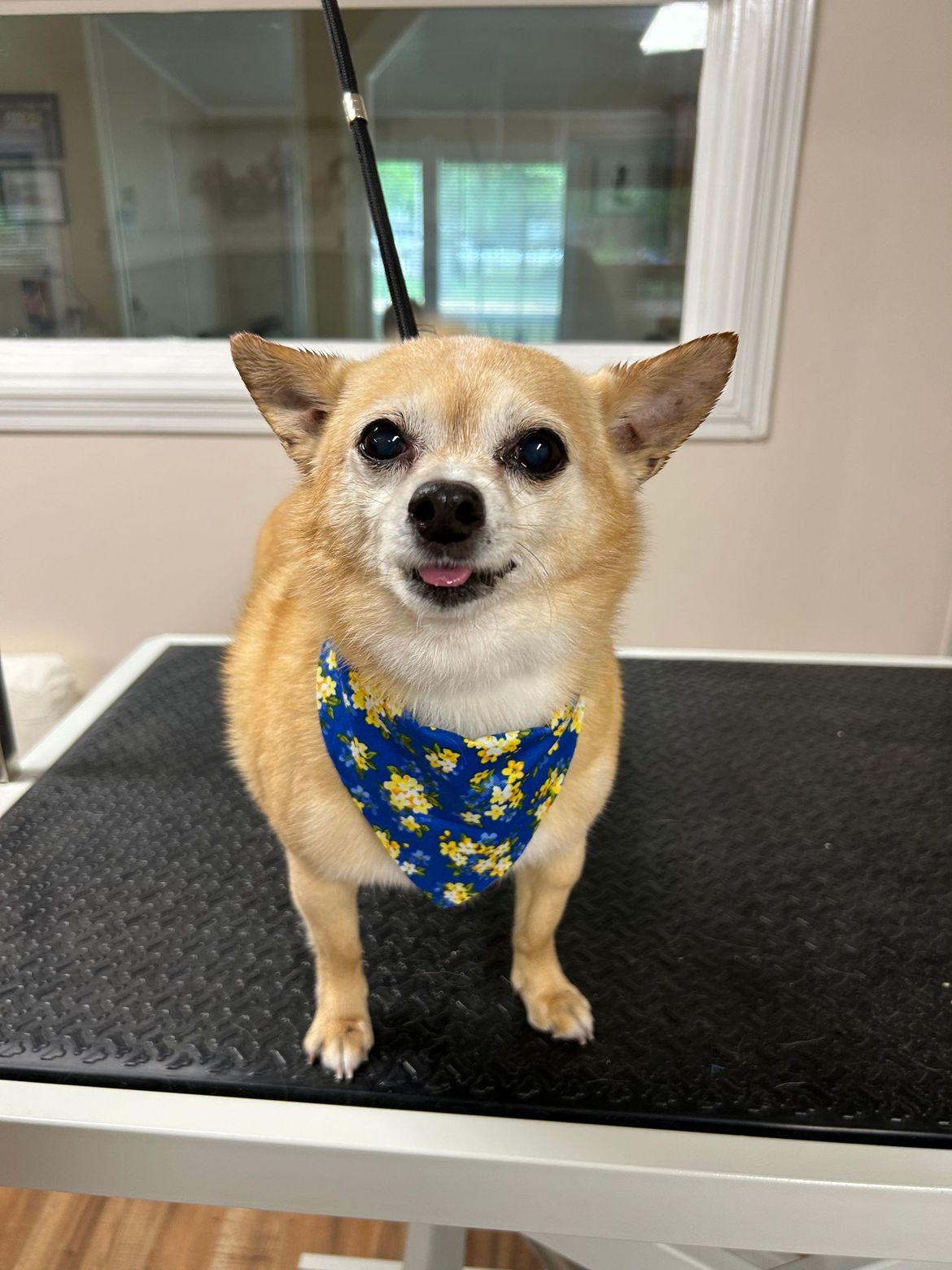 A small dog wearing a blue and yellow bandana is standing on a table.