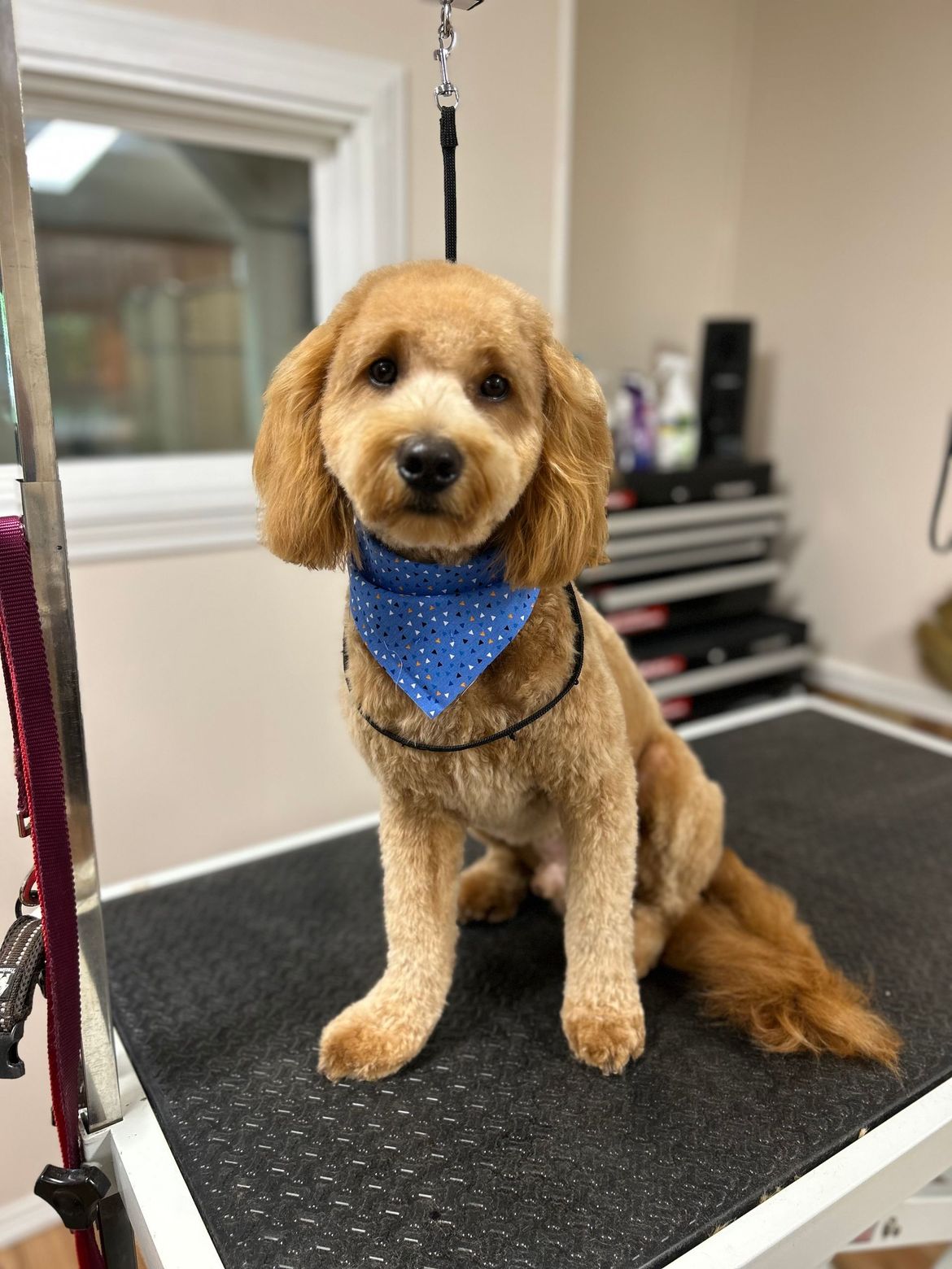 A small brown dog wearing a blue bandana is sitting on a grooming table.