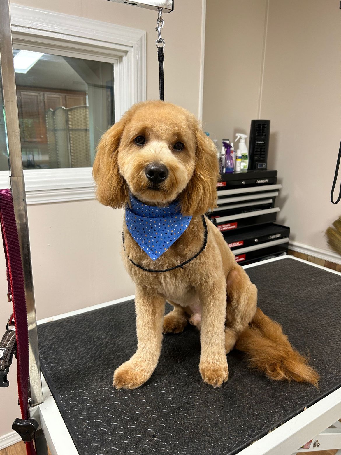 A small brown dog wearing a blue bandana is sitting on a grooming table.
