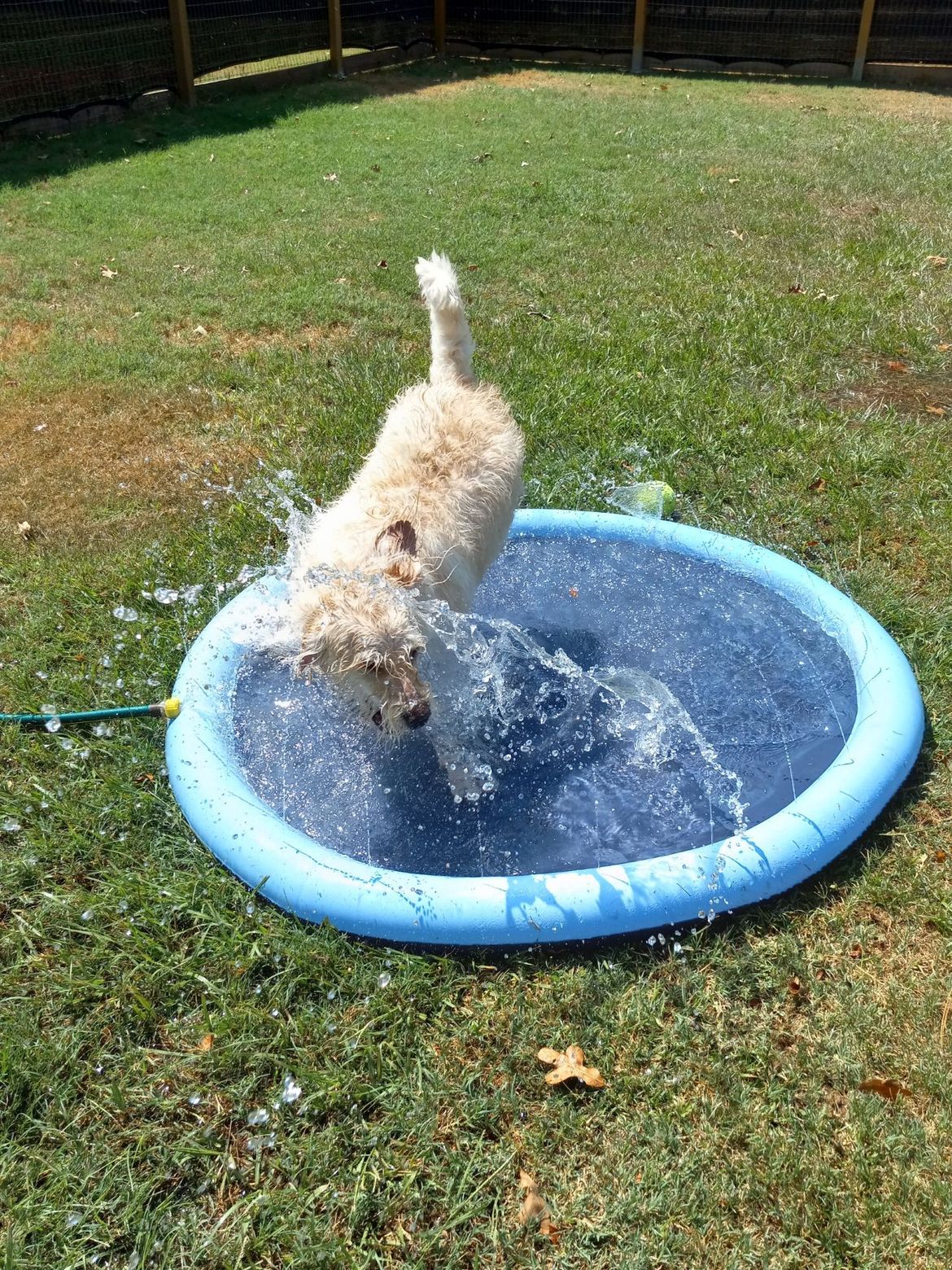 A dog is jumping into a pool of water.